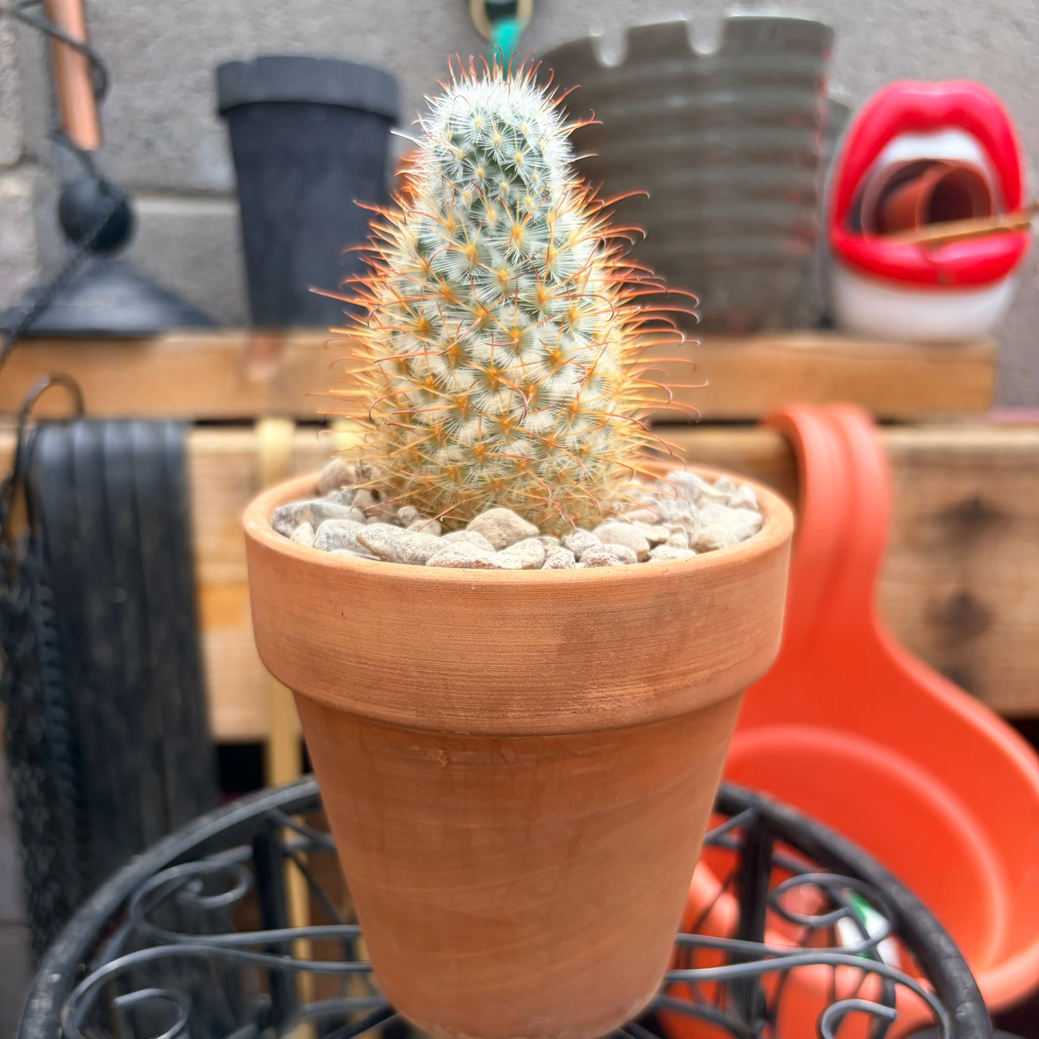 Photo of the plant species Silken Pincushion Cactus by @Azplantchic named Agatha on Greg, the plant care app