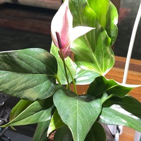 Photo of the plant species Anthurium Purple by @Azplantchic named Irene on Greg, the plant care app