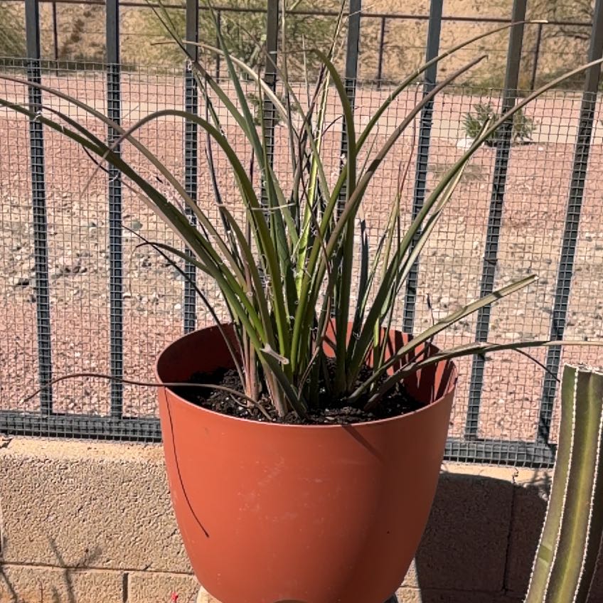 Photo of the plant species Red Yucca by @Azplantchic named Watson on Greg, the plant care app