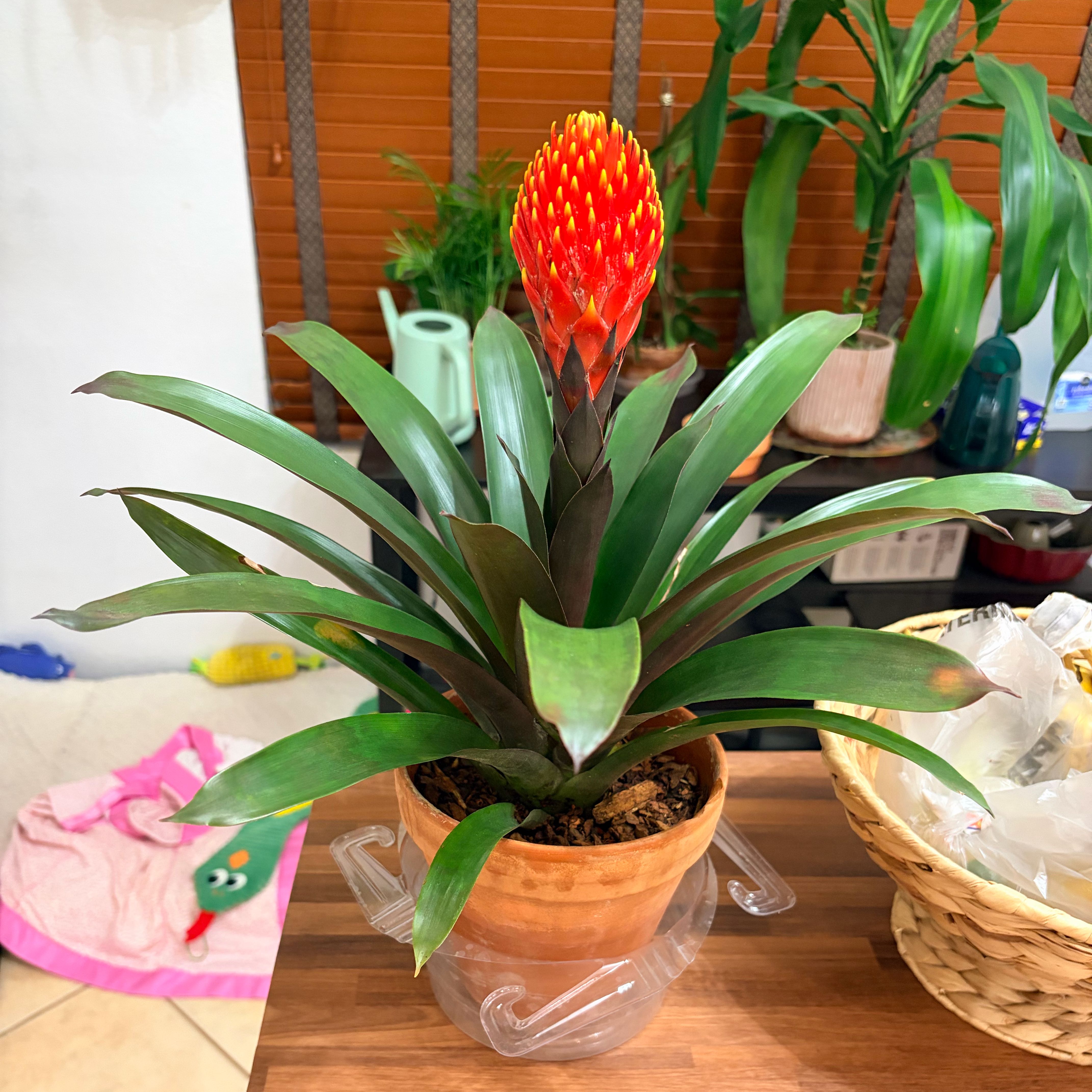 Photo of the plant species Guzmania Bromeliad by @Azplantchic named Brawly on Greg, the plant care app