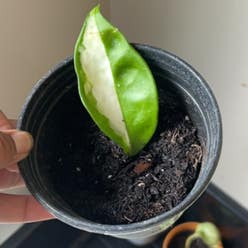 Krimson Princess Hoya plant