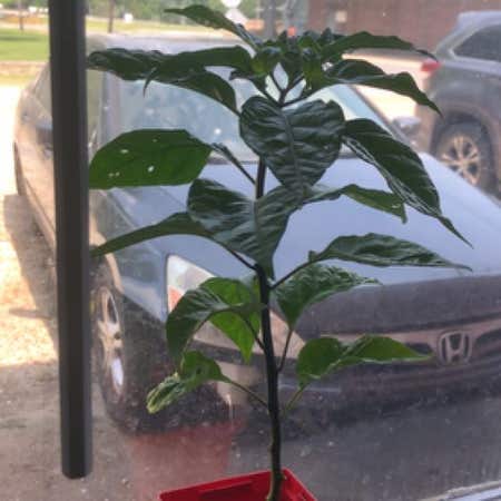 Photo of the plant species Carolina Reaper by @ColossalAlfalfa named Sproutacus on Greg, the plant care app