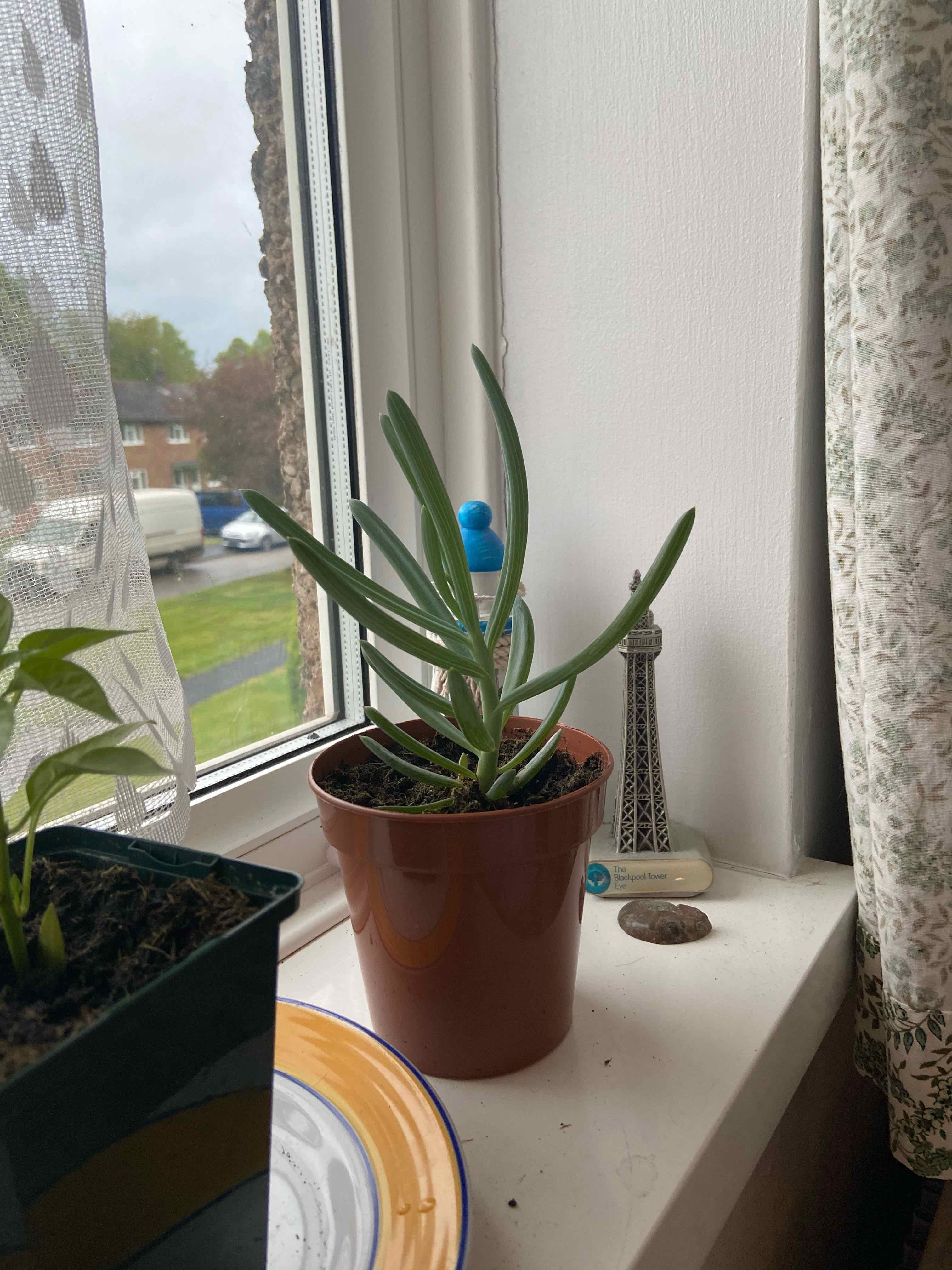 Potted Blue Chalksticks plant on a windowsill, healthy and well-framed.