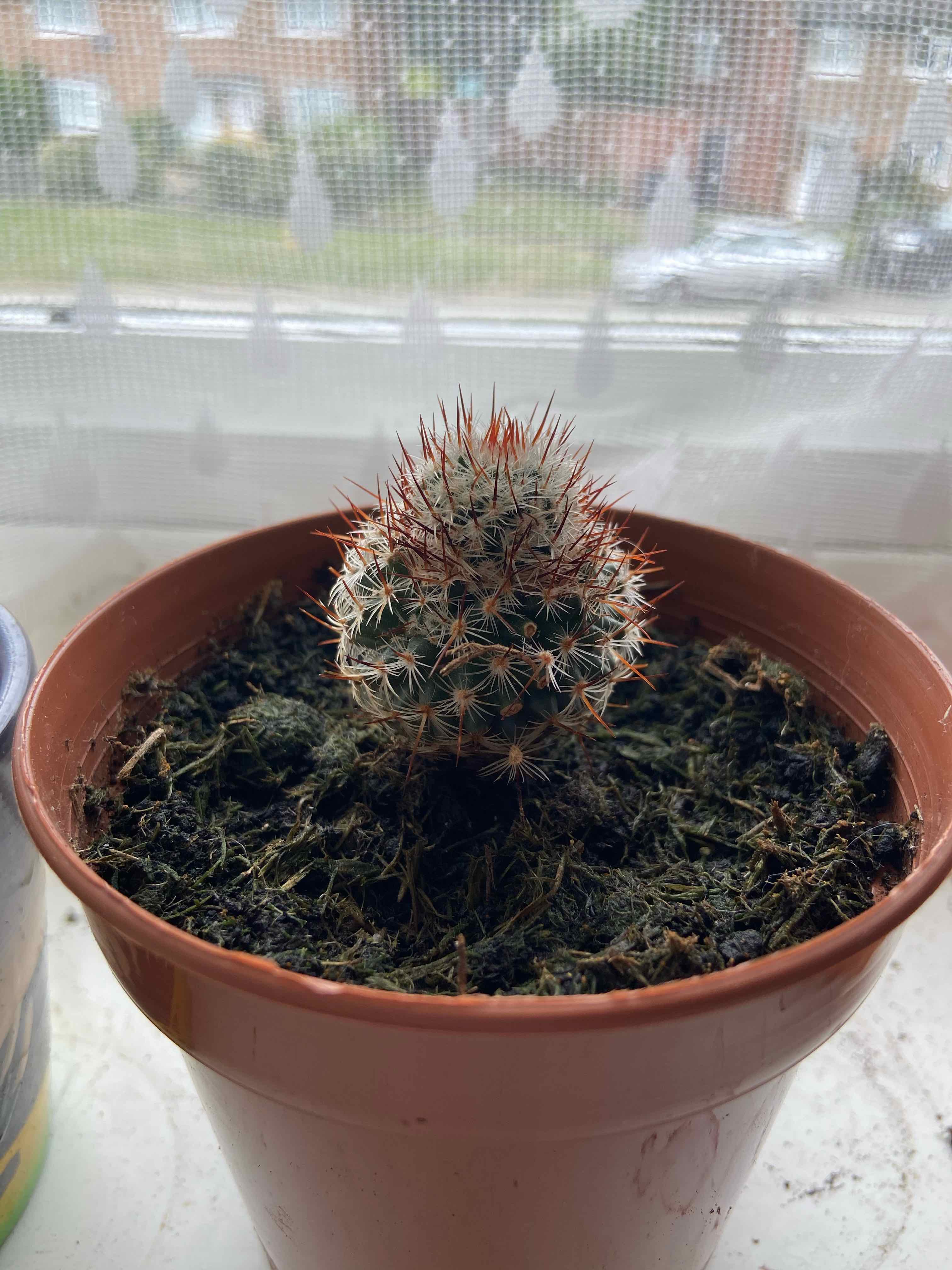Pincushion Cactus in a brown pot on a windowsill, appears healthy.