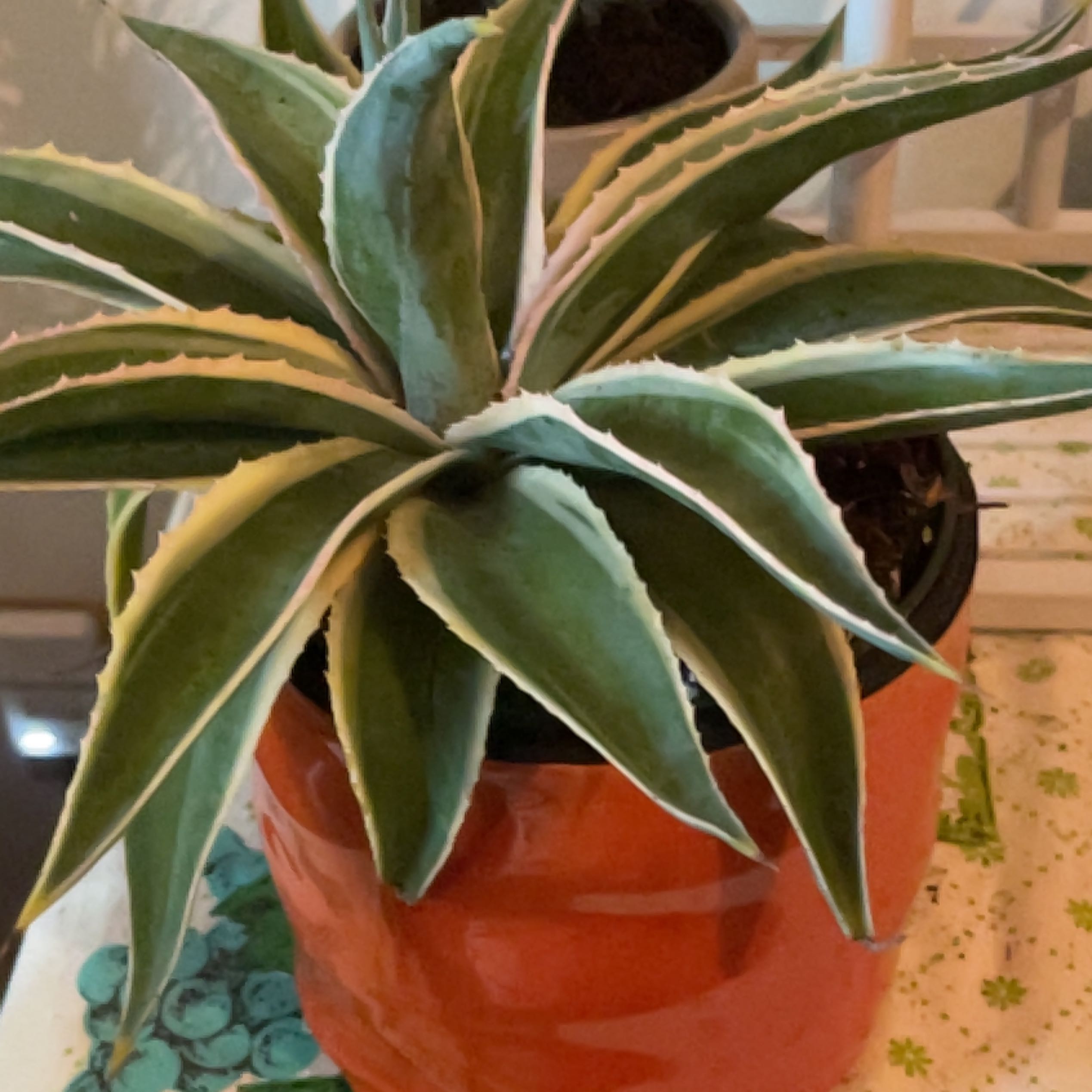 Photo of the plant species Mangave 'Navajo Princess' by @GladMizuna named Delilah on Greg, the plant care app