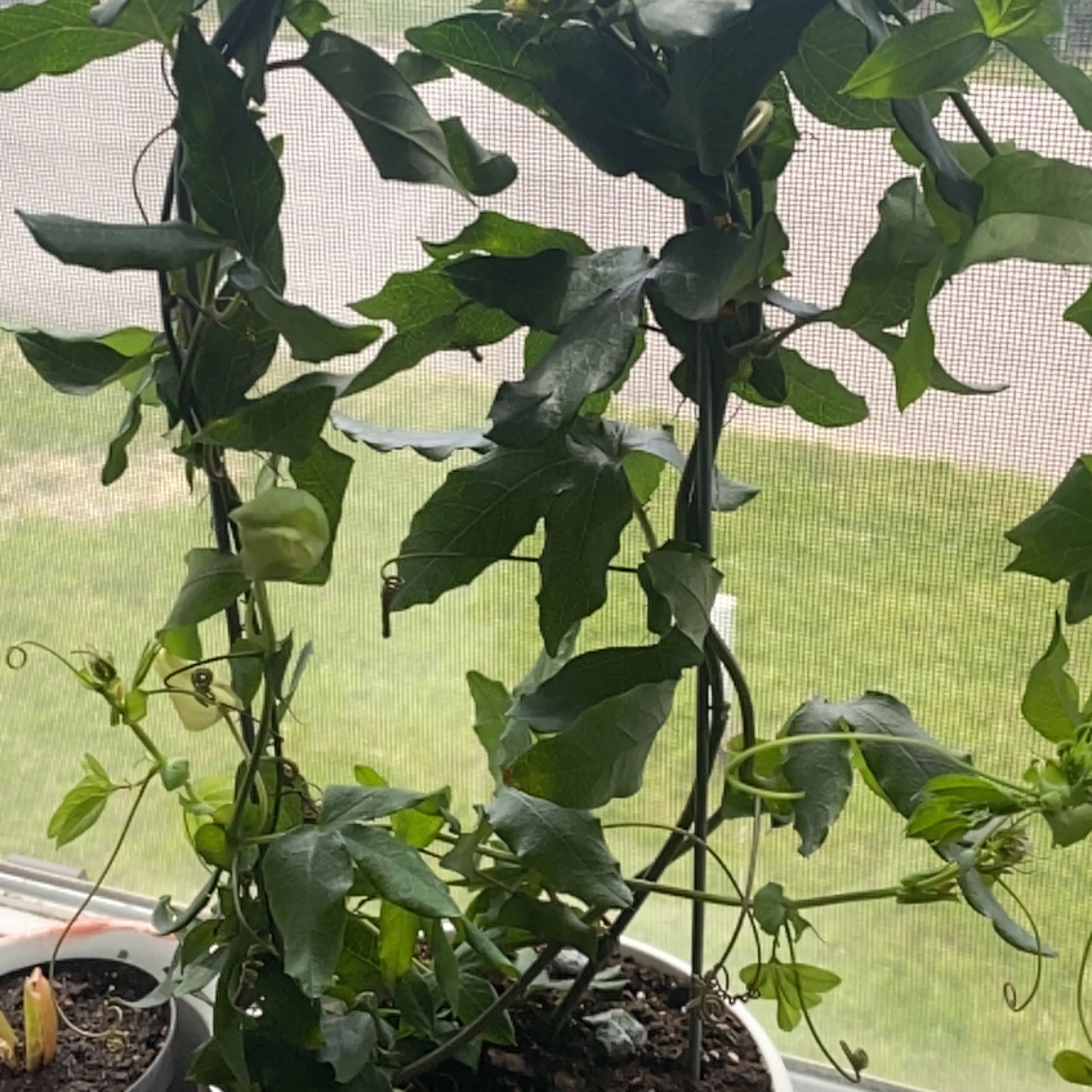 Photo of the plant species Passion Flower by @PetTricolor named Violet ￼ on Greg, the plant care app