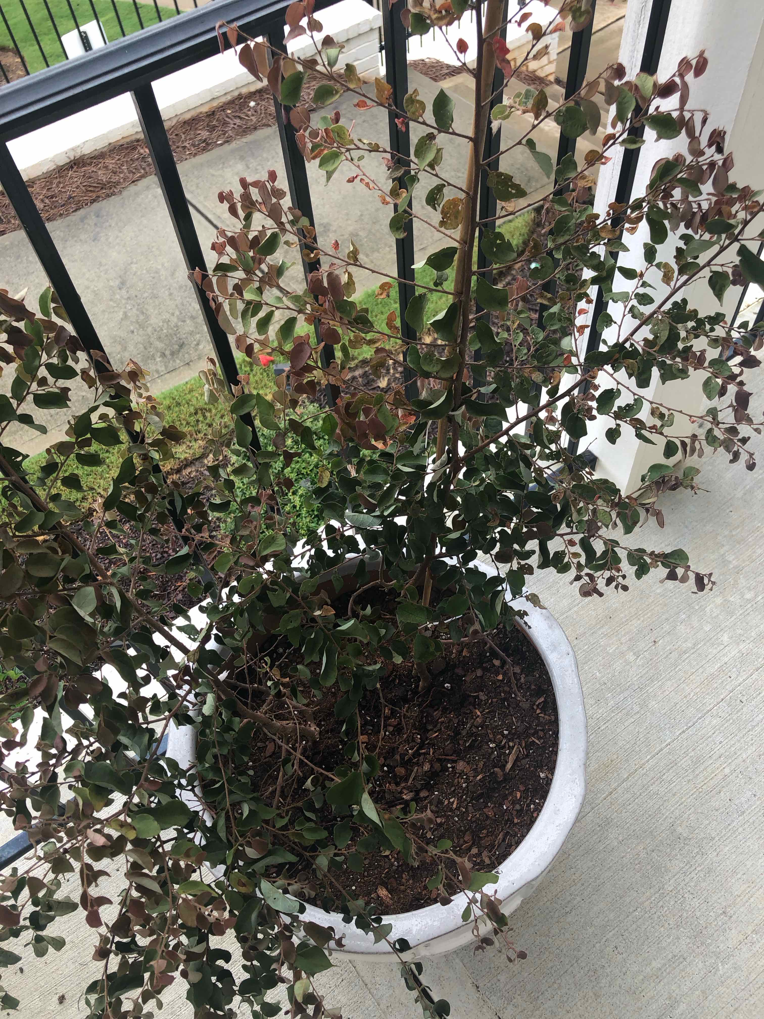 Potted Chinese Fringe Flower plant on a balcony with some browning leaves.