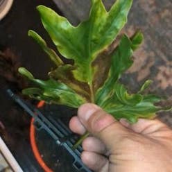 Split Leaf Philodendron plant