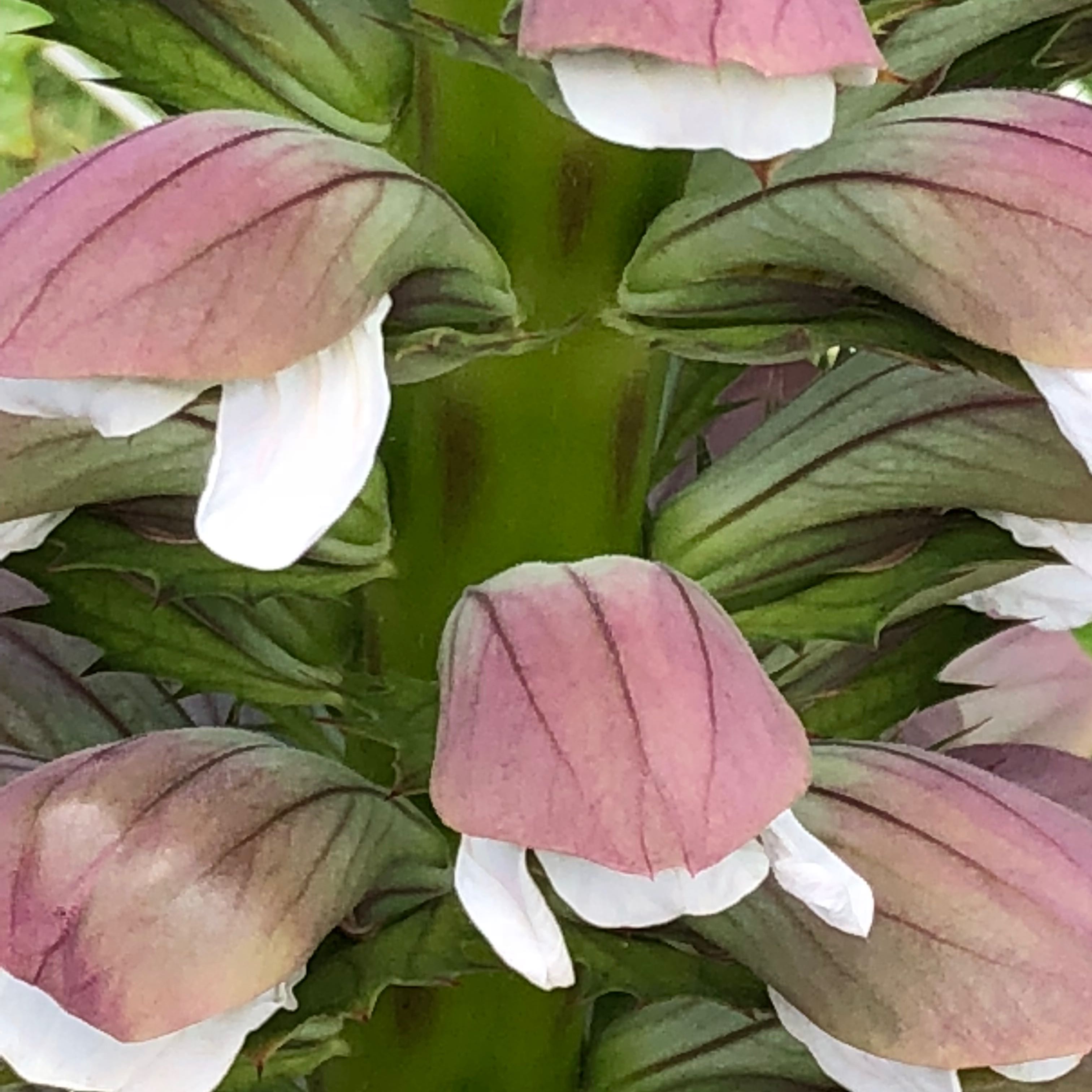 Close-up of a Bear's Breeches plant with distinctive flowers and leaves.
