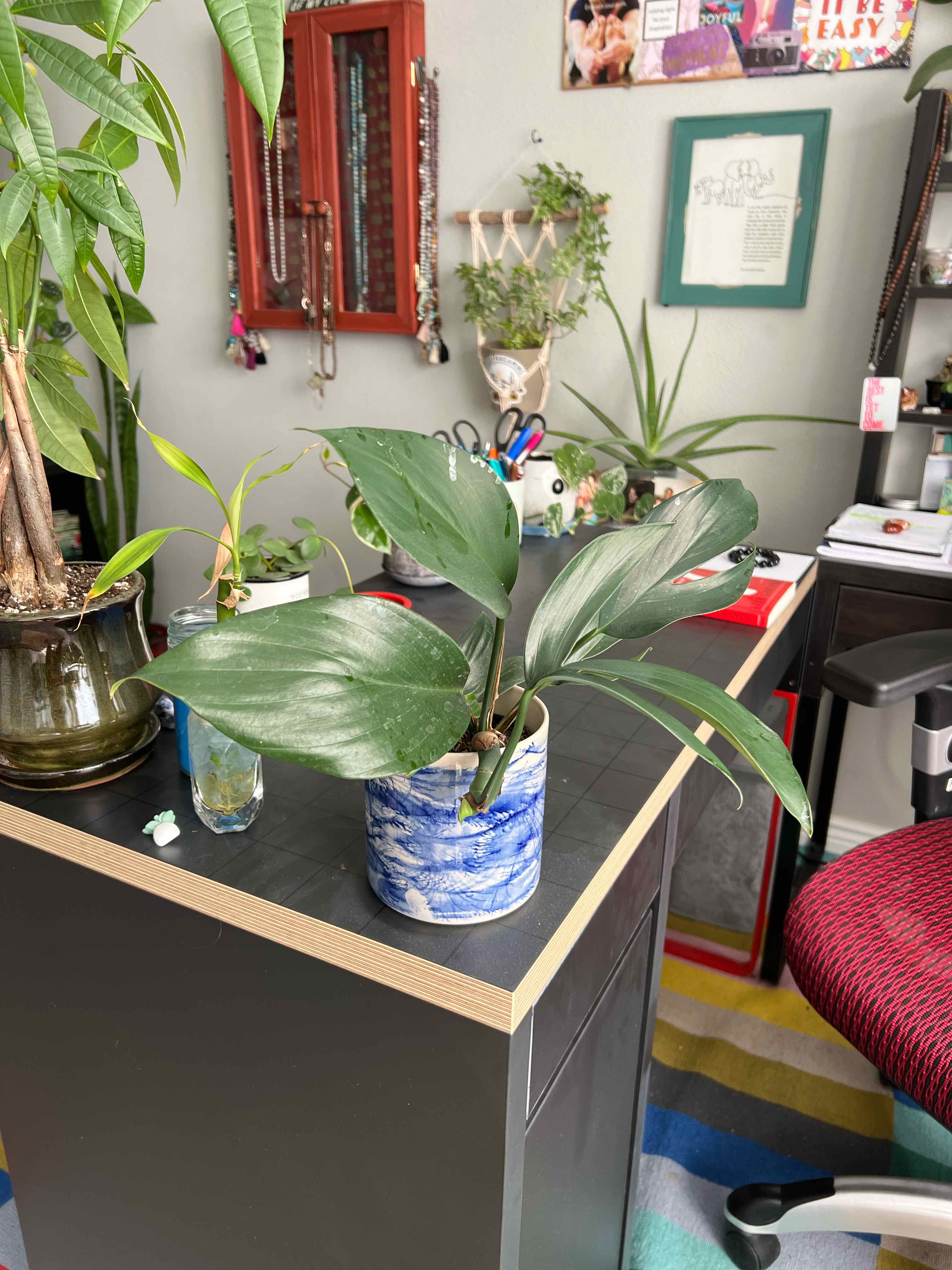 Dragon Tail Plant on a desk in an indoor setting, appears healthy.