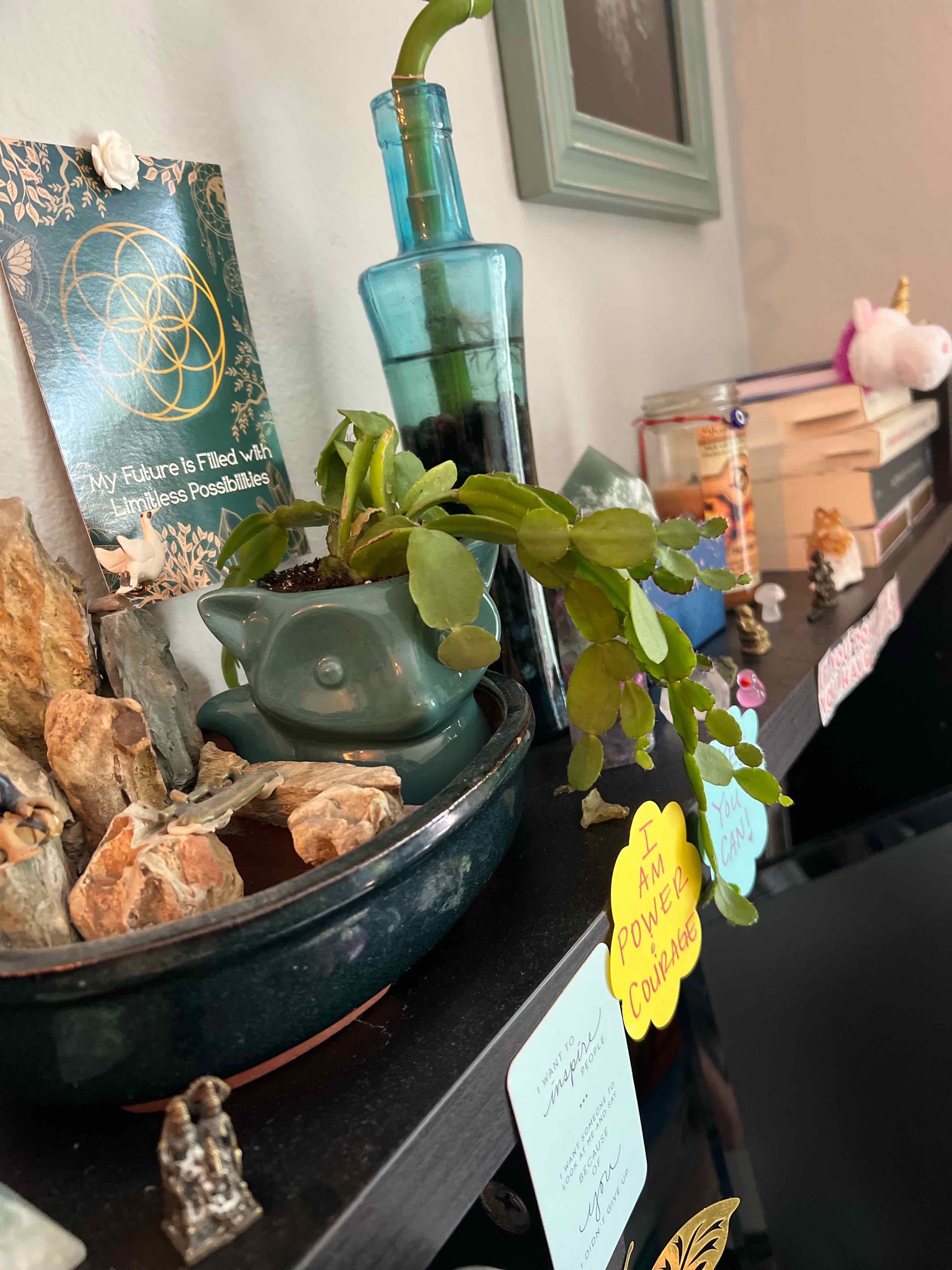 False Christmas Cactus plant photo by @TatianaMoss named Francesca on Greg, the plant care app.