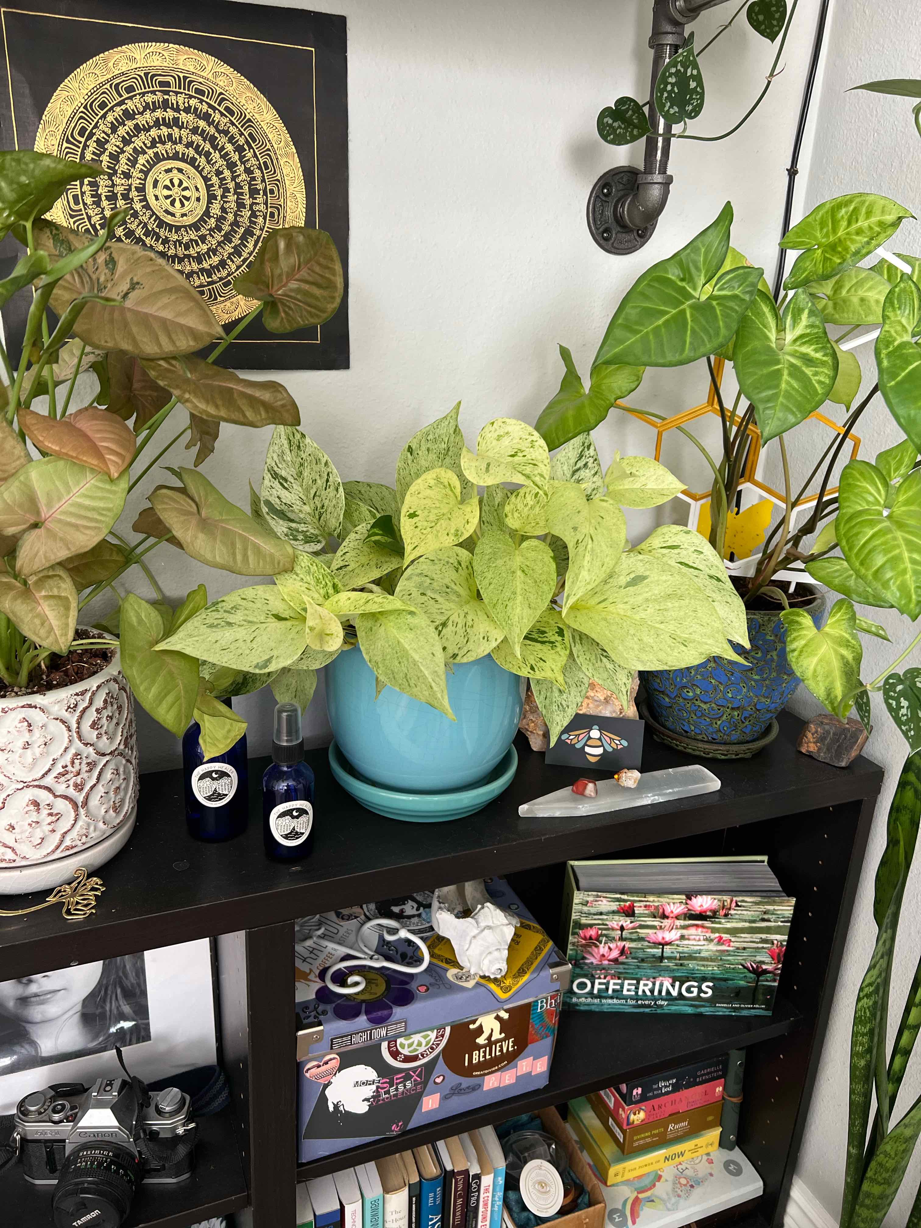 Taro Vine plant photo by @TatianaMoss named Zeke on Greg, the plant care app.