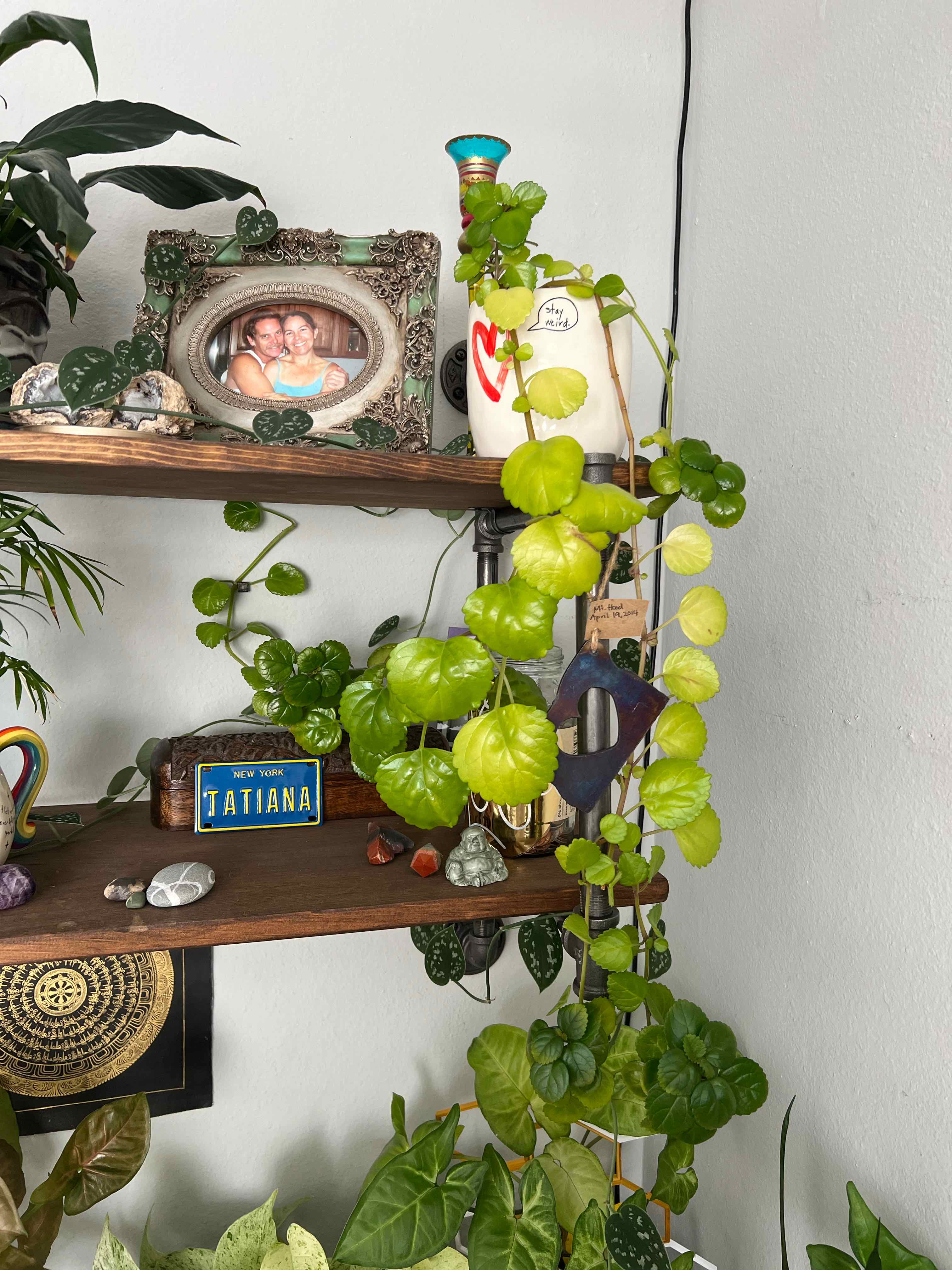 Photo of the plant species Swedish Ivy by @TatianaMoss named Rita on Greg, the plant care app