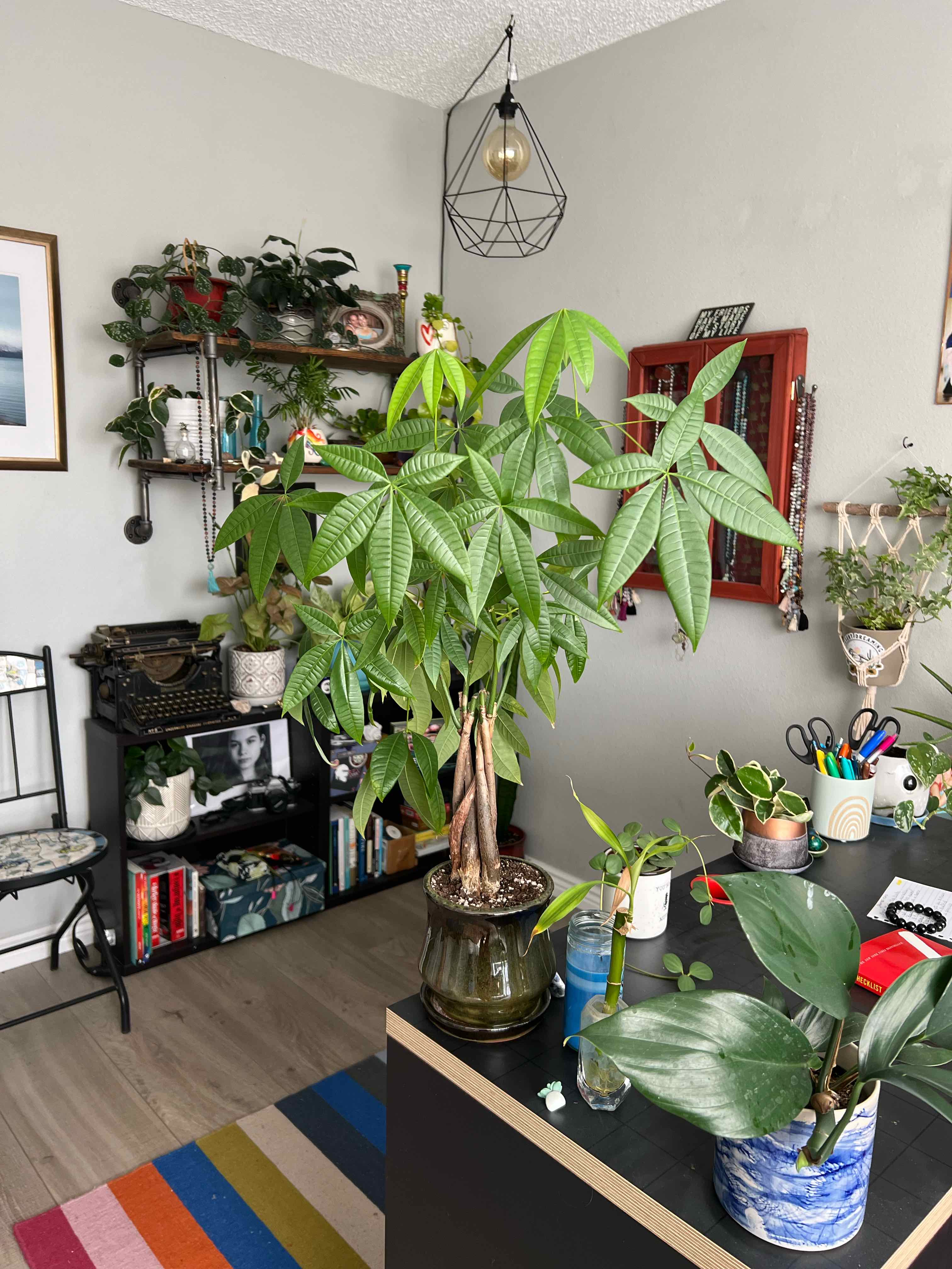 Money Tree plant photo by @TatianaMoss named Qian on Greg, the plant care app.