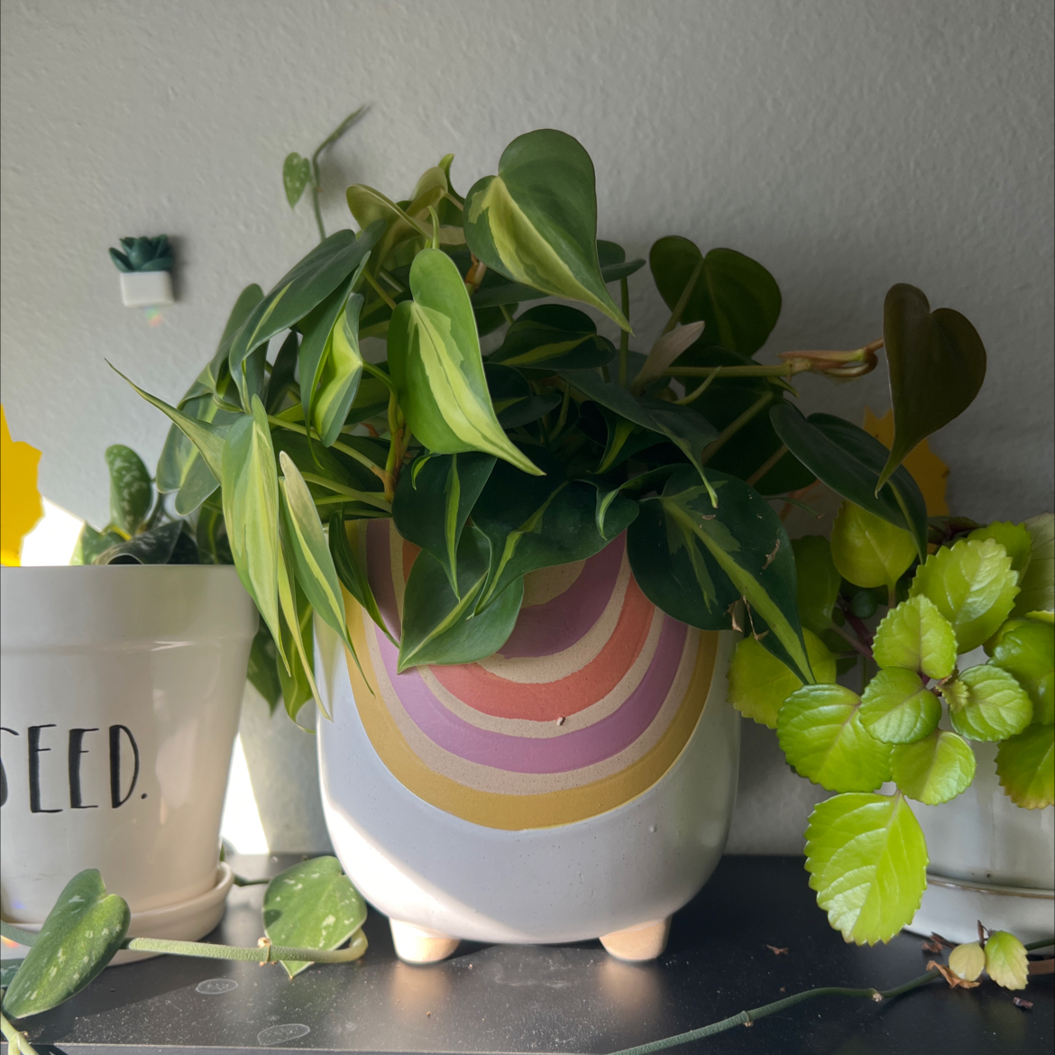 Brazil Philodendron in a decorative pot with vibrant green and yellow variegated leaves.