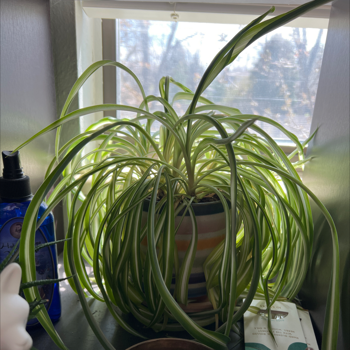 Spider Plant plant photo by @TatianaMoss named Peter Parker on Greg, the plant care app.