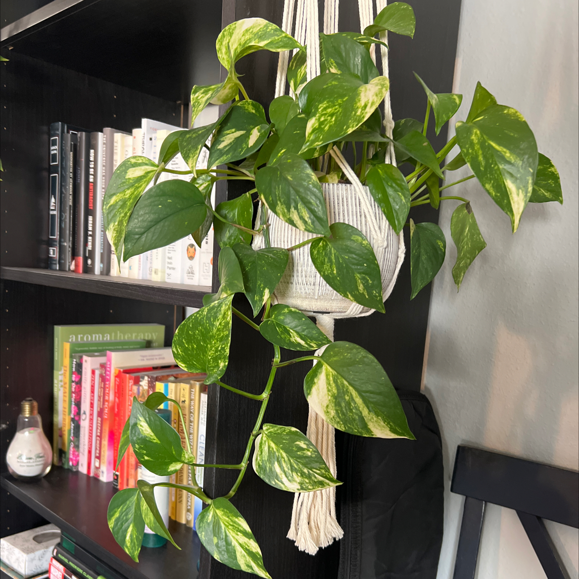 Taro Vine plant photo by @TatianaMoss named Pam on Greg, the plant care app.