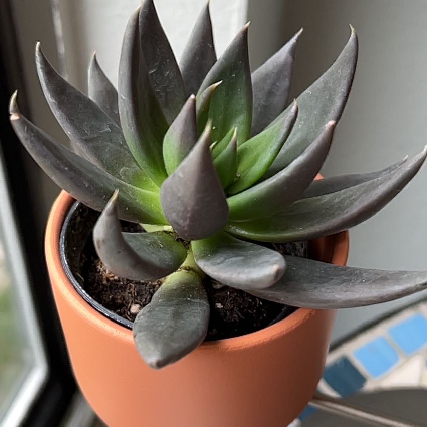 Photo of the plant species Echeveria by @TatianaMoss named Anne on Greg, the plant care app