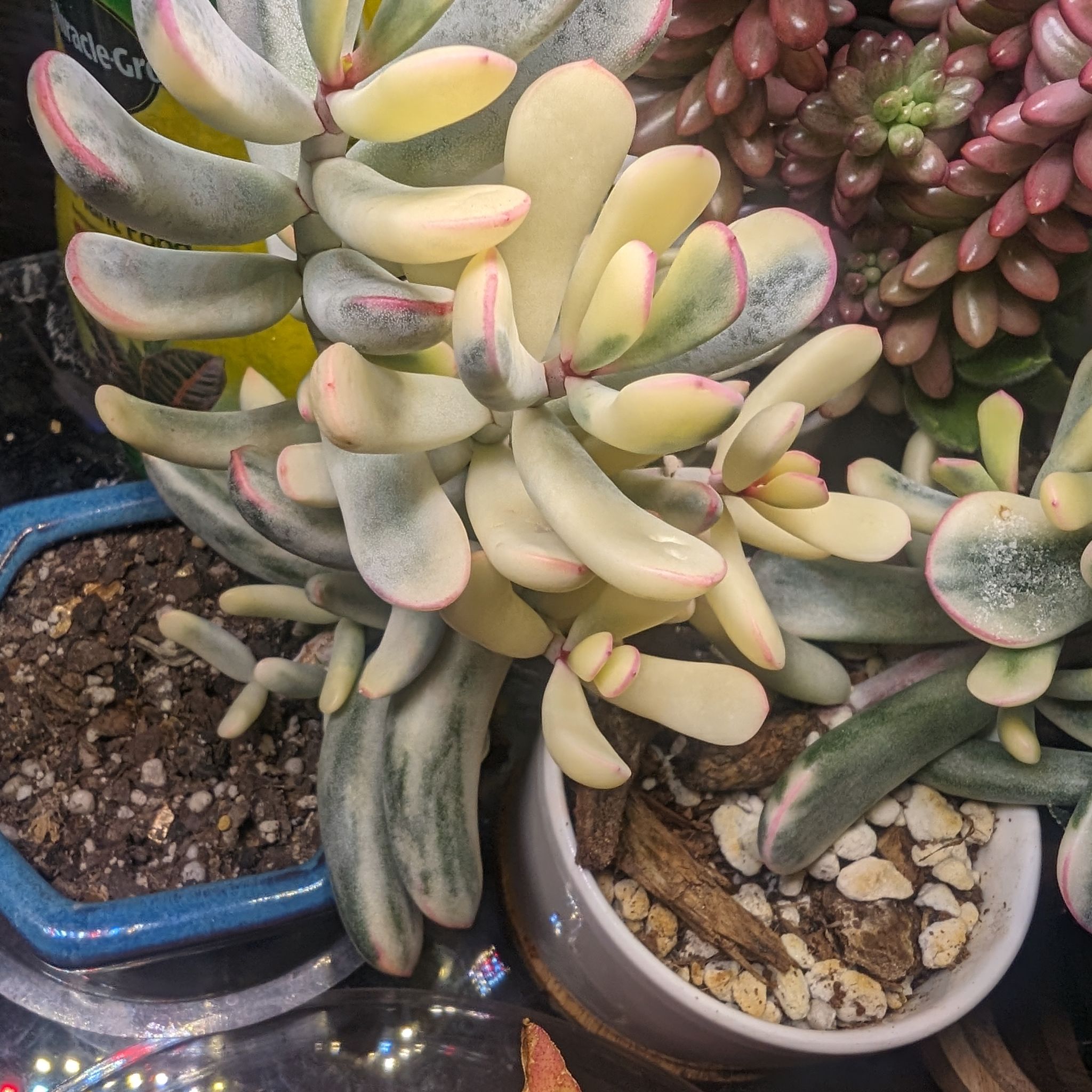 Photo of the plant species Unicorn plant by @OddOtter named Diana on Greg, the plant care app