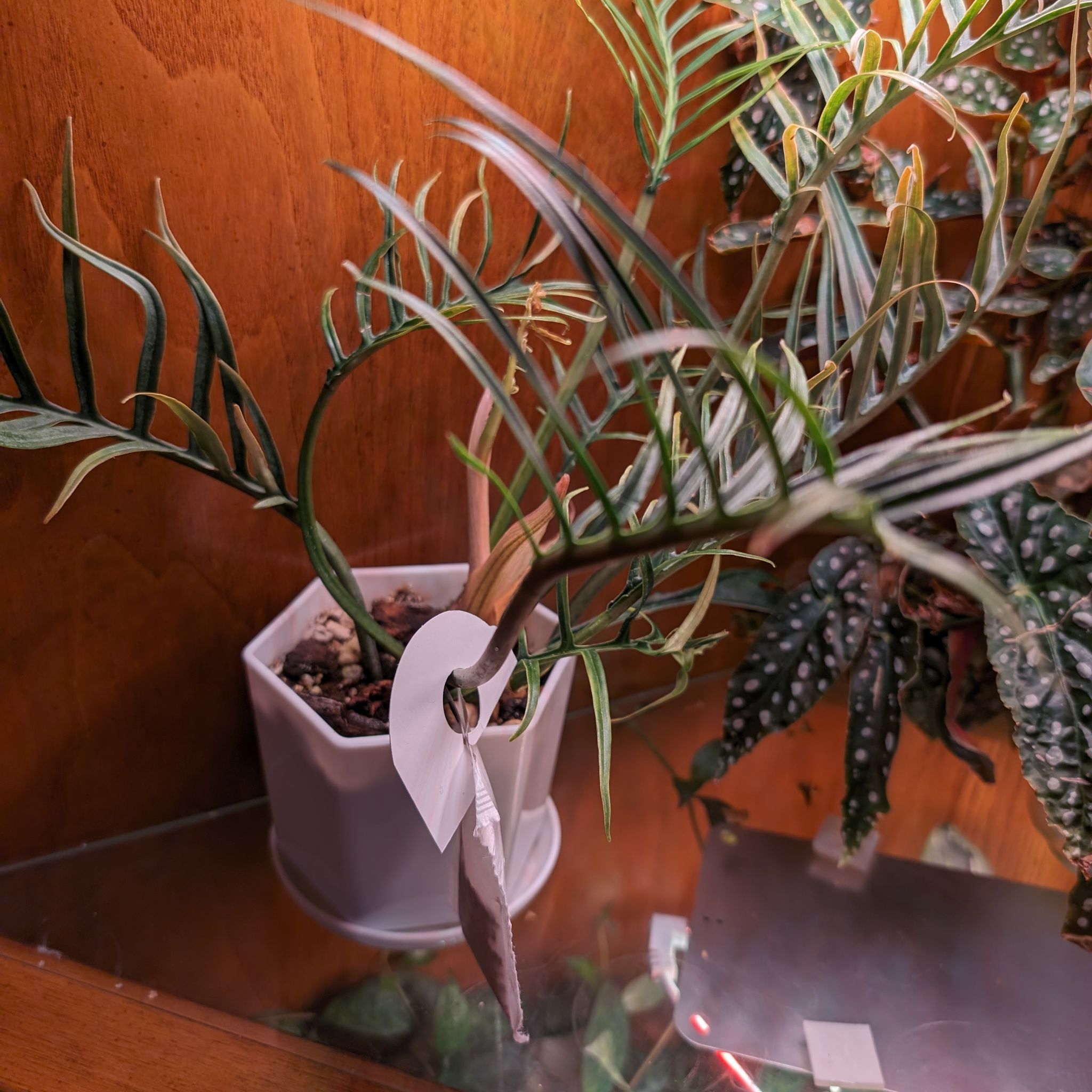 Philodendron tortum plant in a white pot, healthy with visible soil.