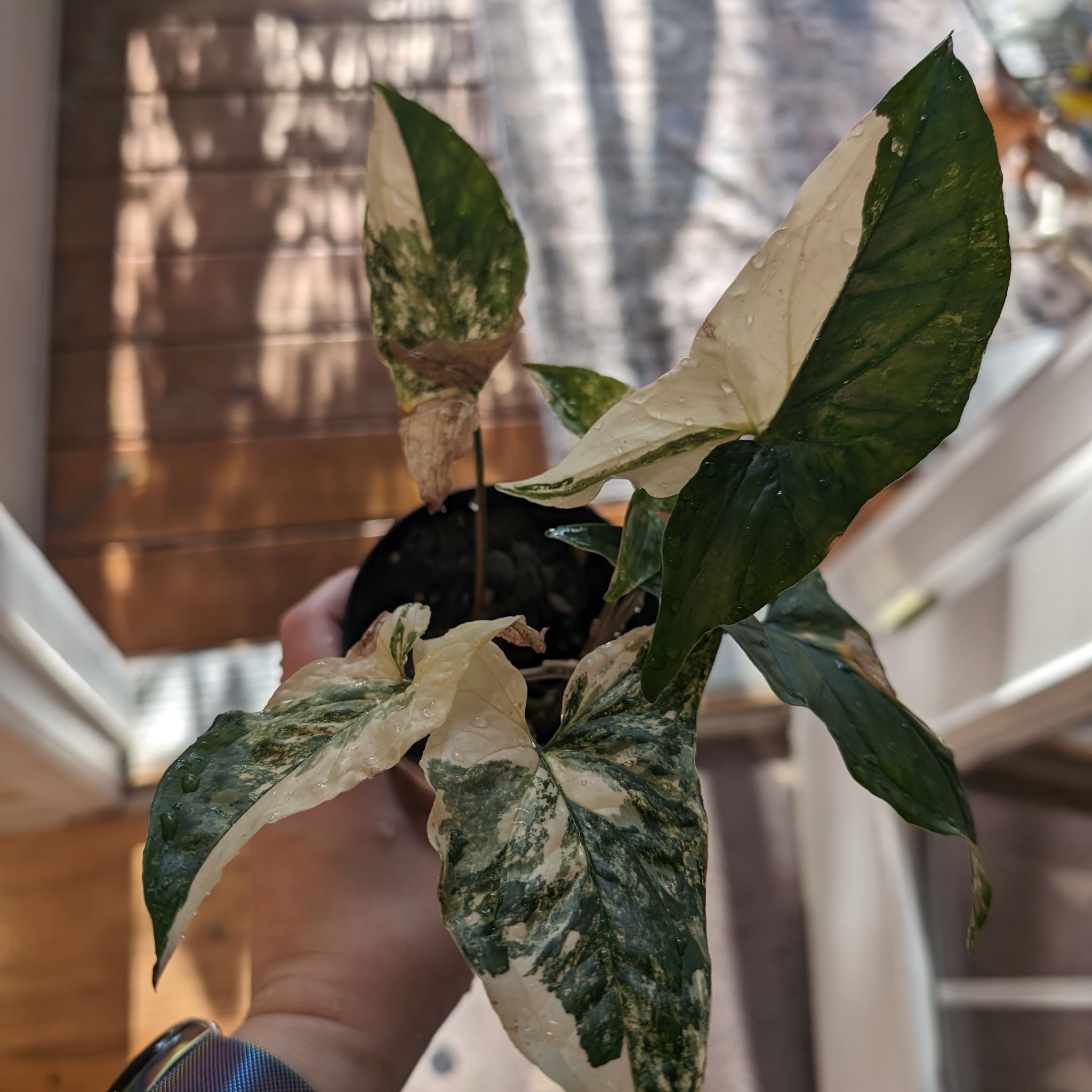 Syngonium aurea plant with variegated leaves, some yellowing and browning, held by a hand.