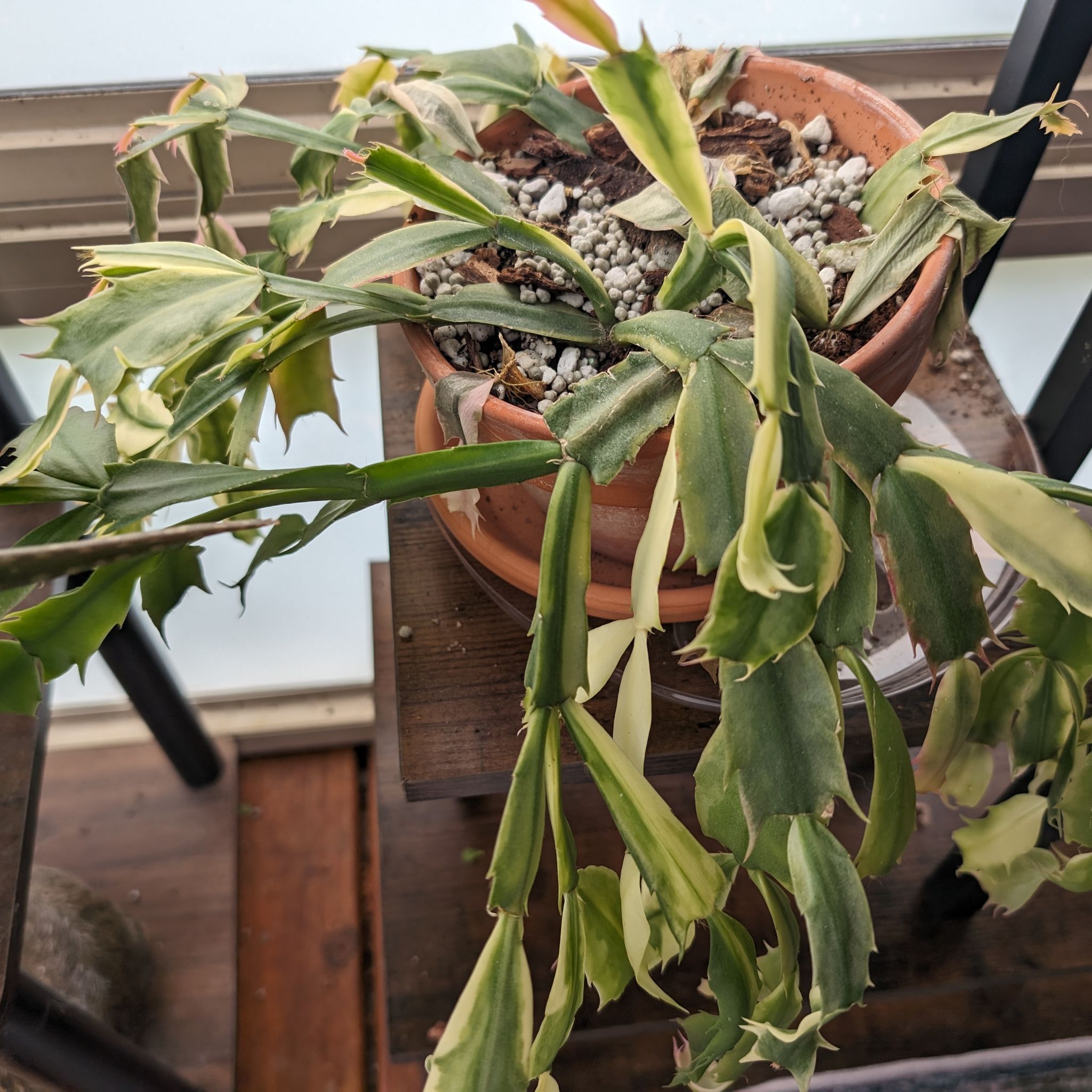 Photo of the plant species Madame Butterfly Variegated Christmas Cactus by @OddOtter named Xena on Greg, the plant care app