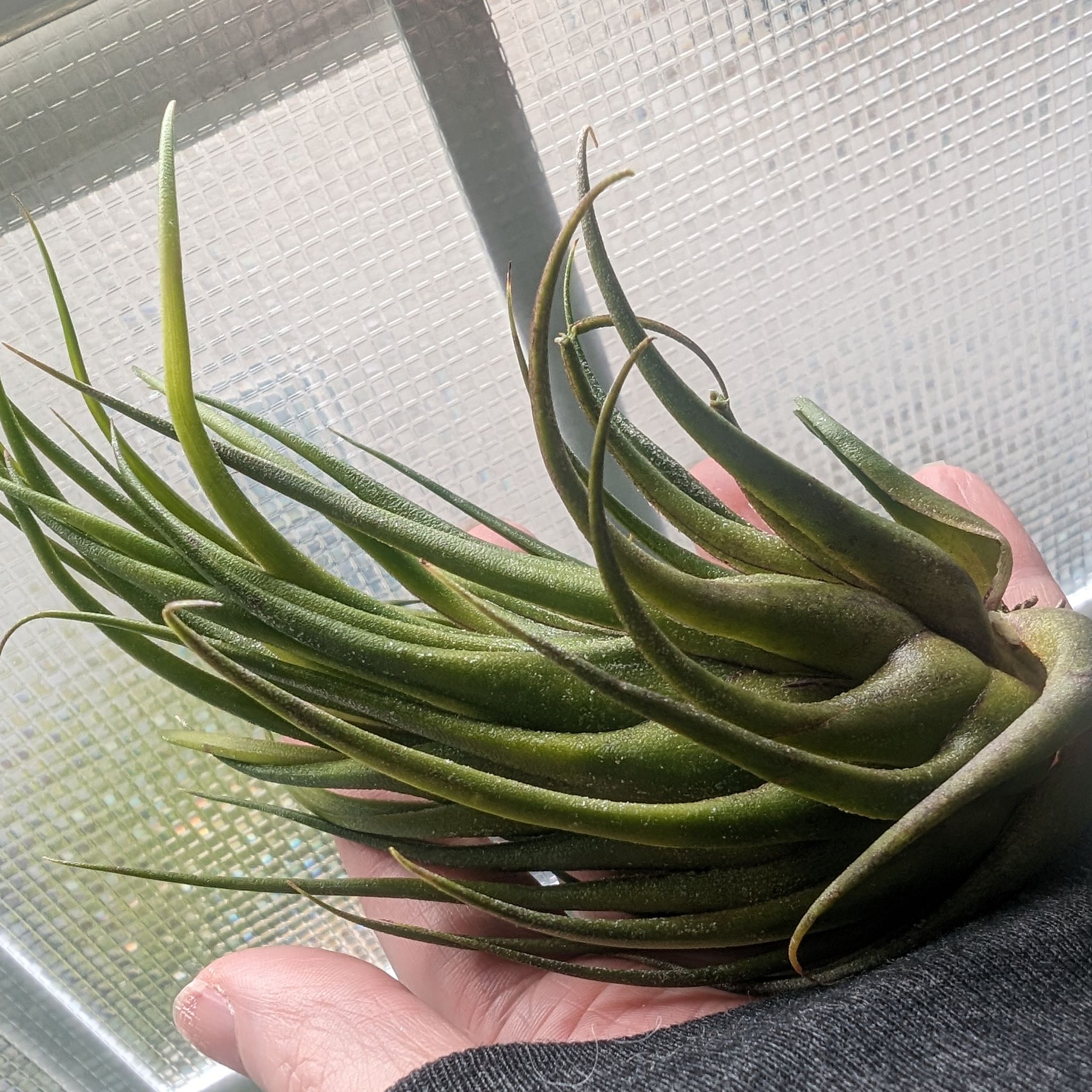 Photo of the plant species Seleriana Air Plant by @OddOtter named Beyonce on Greg, the plant care app