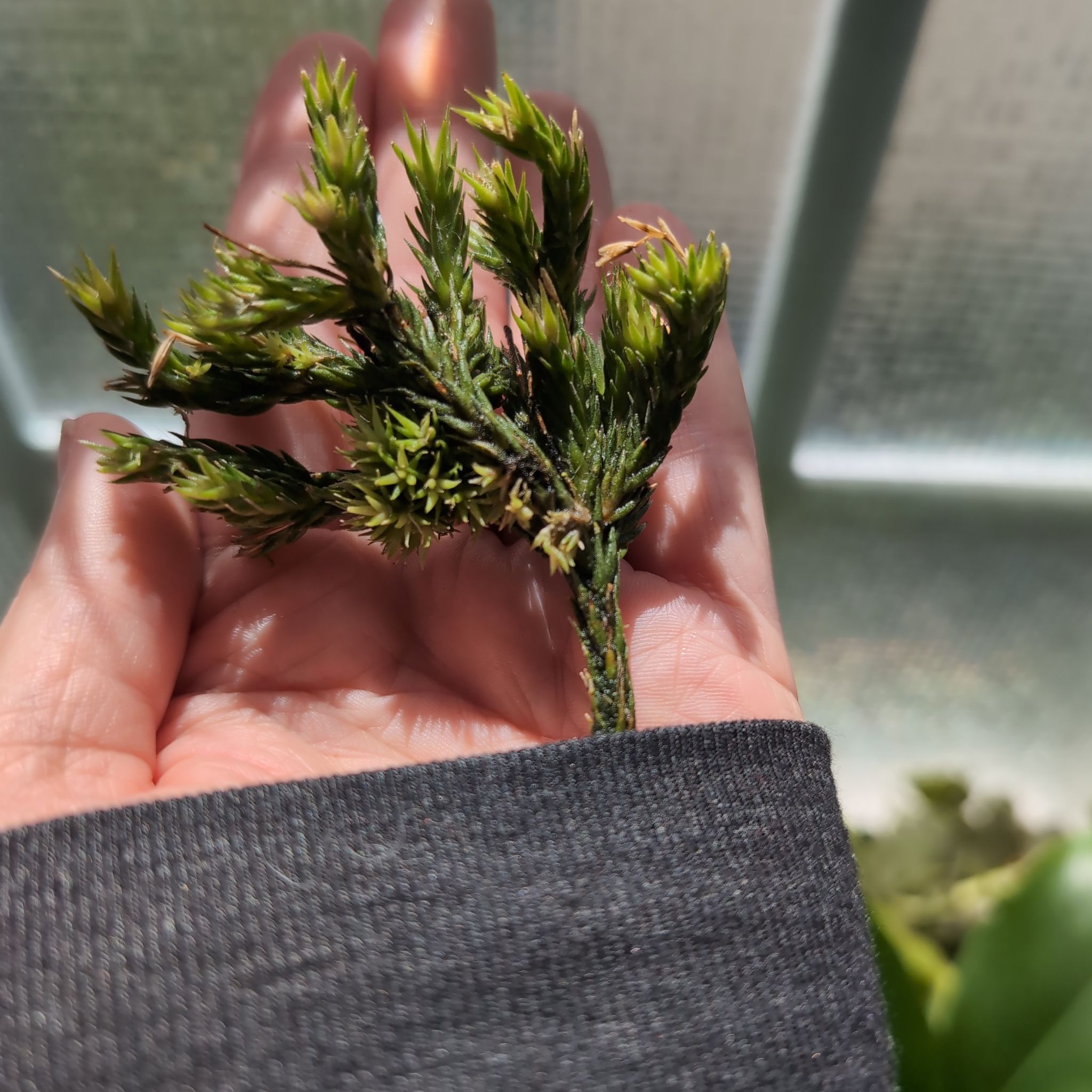 Photo of the plant species Pedicellata by @OddOtter named Drake on Greg, the plant care app