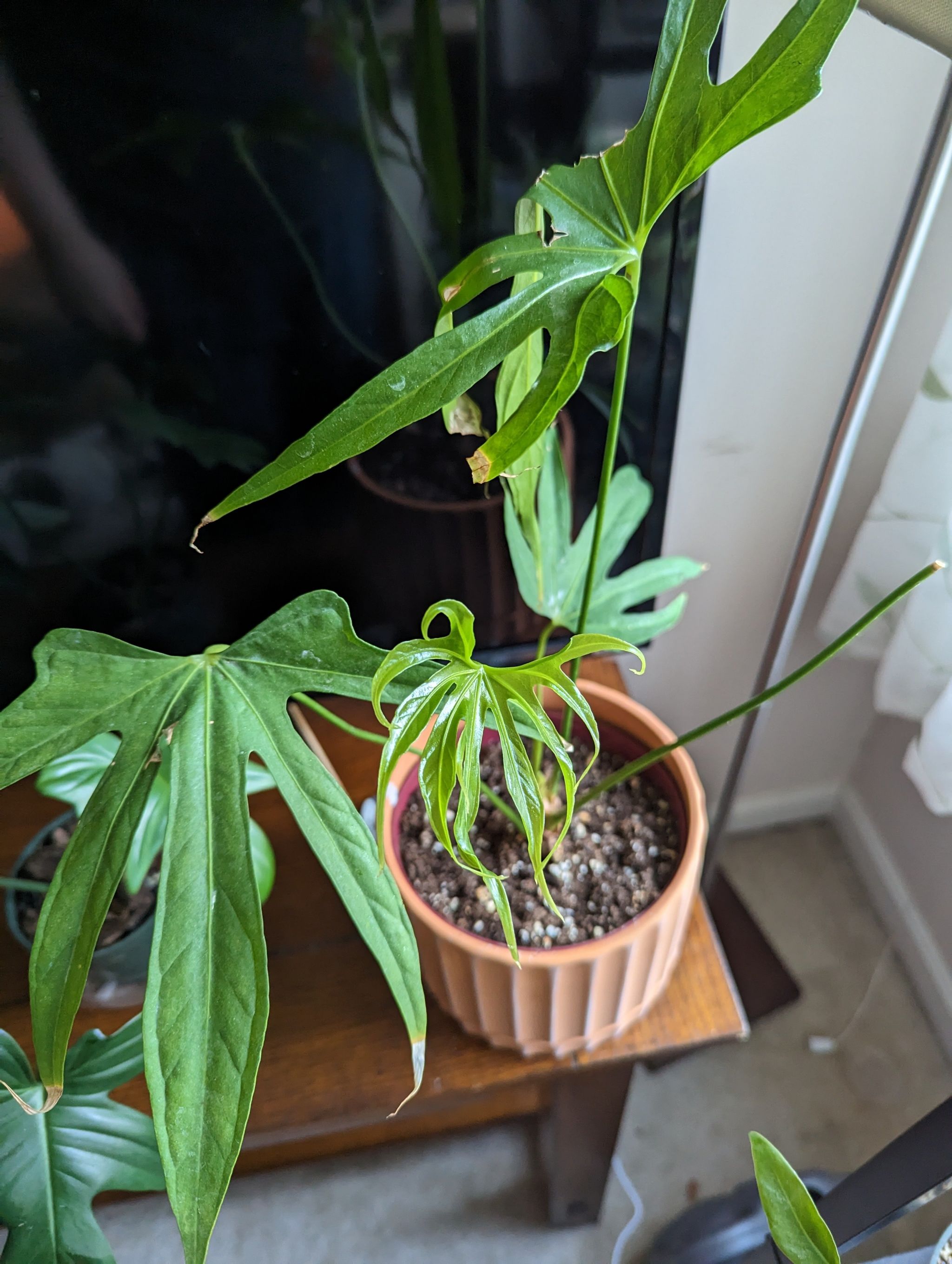 Anthurium Fingers plant in a pot with visible soil, placed indoors on a wooden surface.