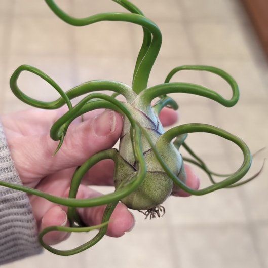 Photo of the plant species Beliza Air Plant by @OddOtter named Space Onion on Greg, the plant care app