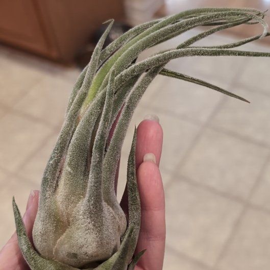 Photo of the plant species Seleriana Air Plant by @OddOtter named Fuzzy Witch Claw on Greg, the plant care app