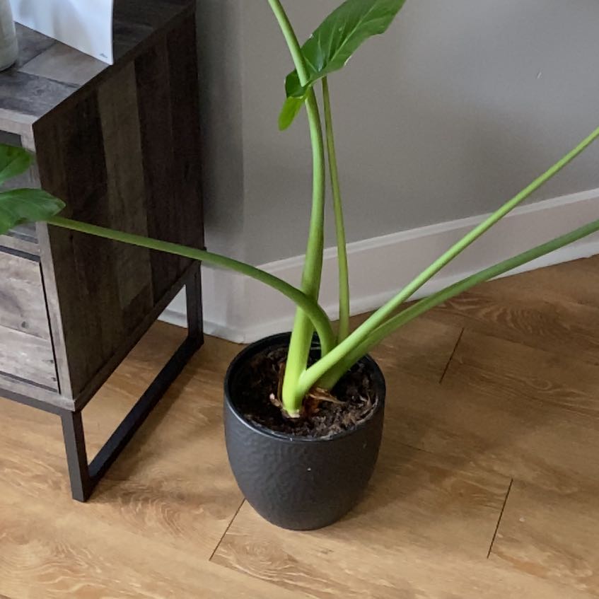 Indoor potted Taro plant with large green leaves and long stems.