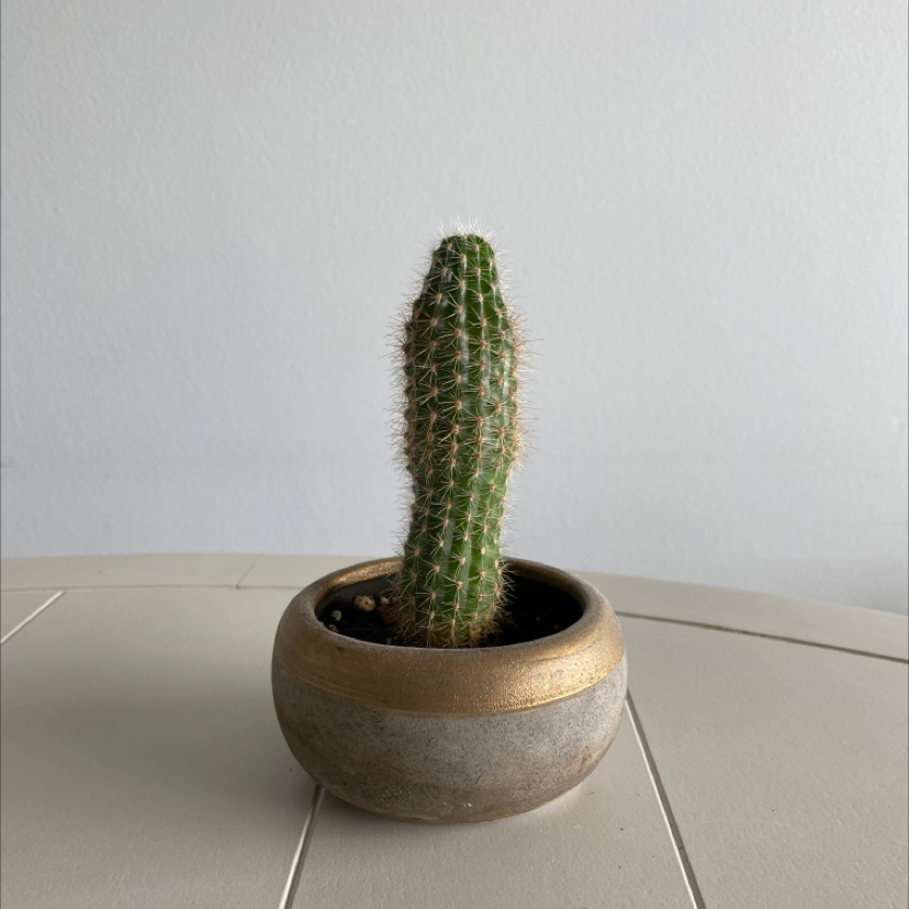 A healthy Golden Torch cactus in a pot with a plain background.