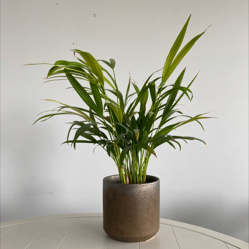 Healthy Kentia Palm plant with lush green fronds, in a brown ceramic pot against a white background.