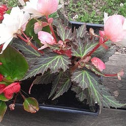 Strawberry Begonia plant