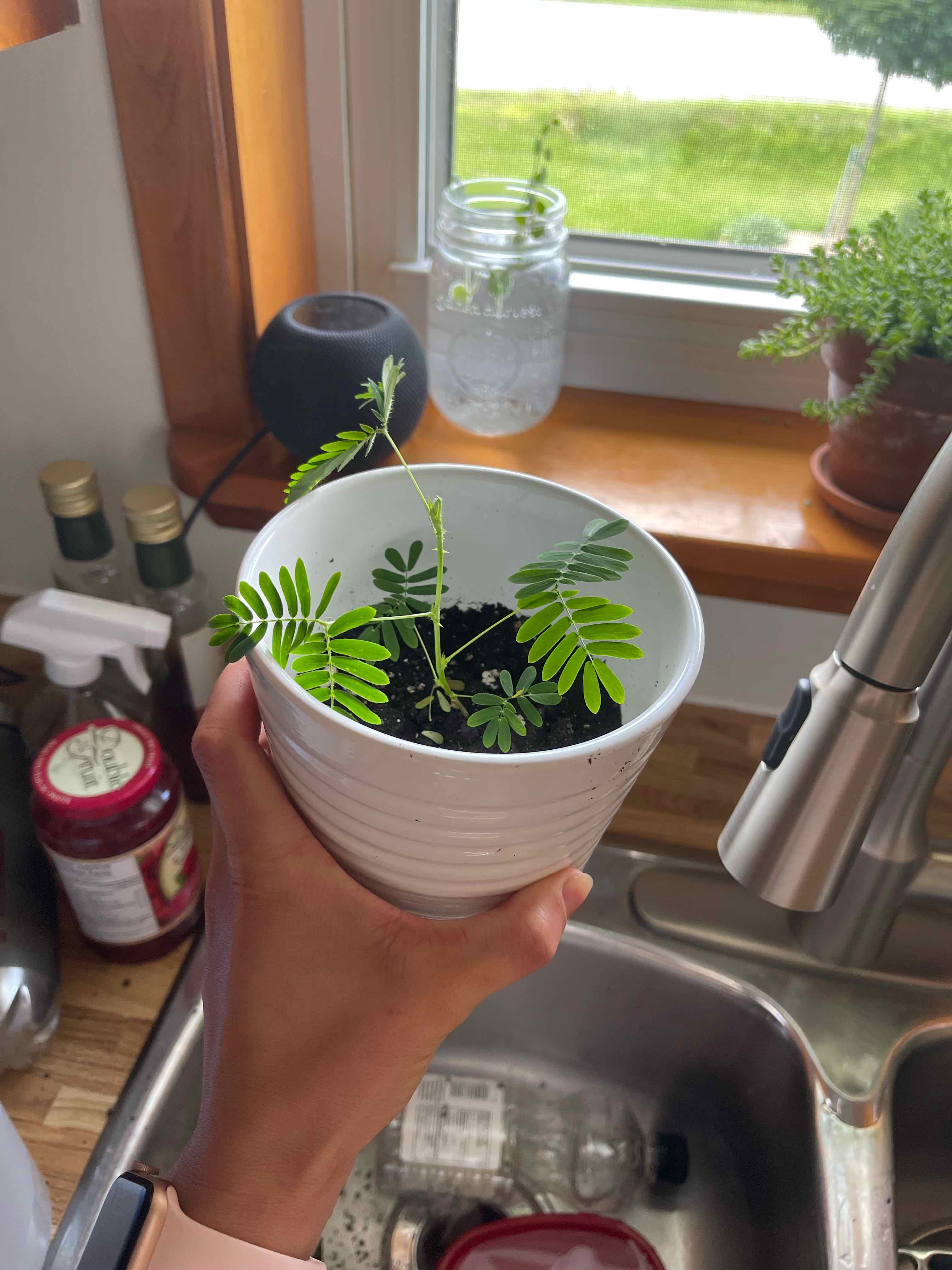 A healthy Sensitive Plant (Mimosa pudica) in a white pot held over a sink.
