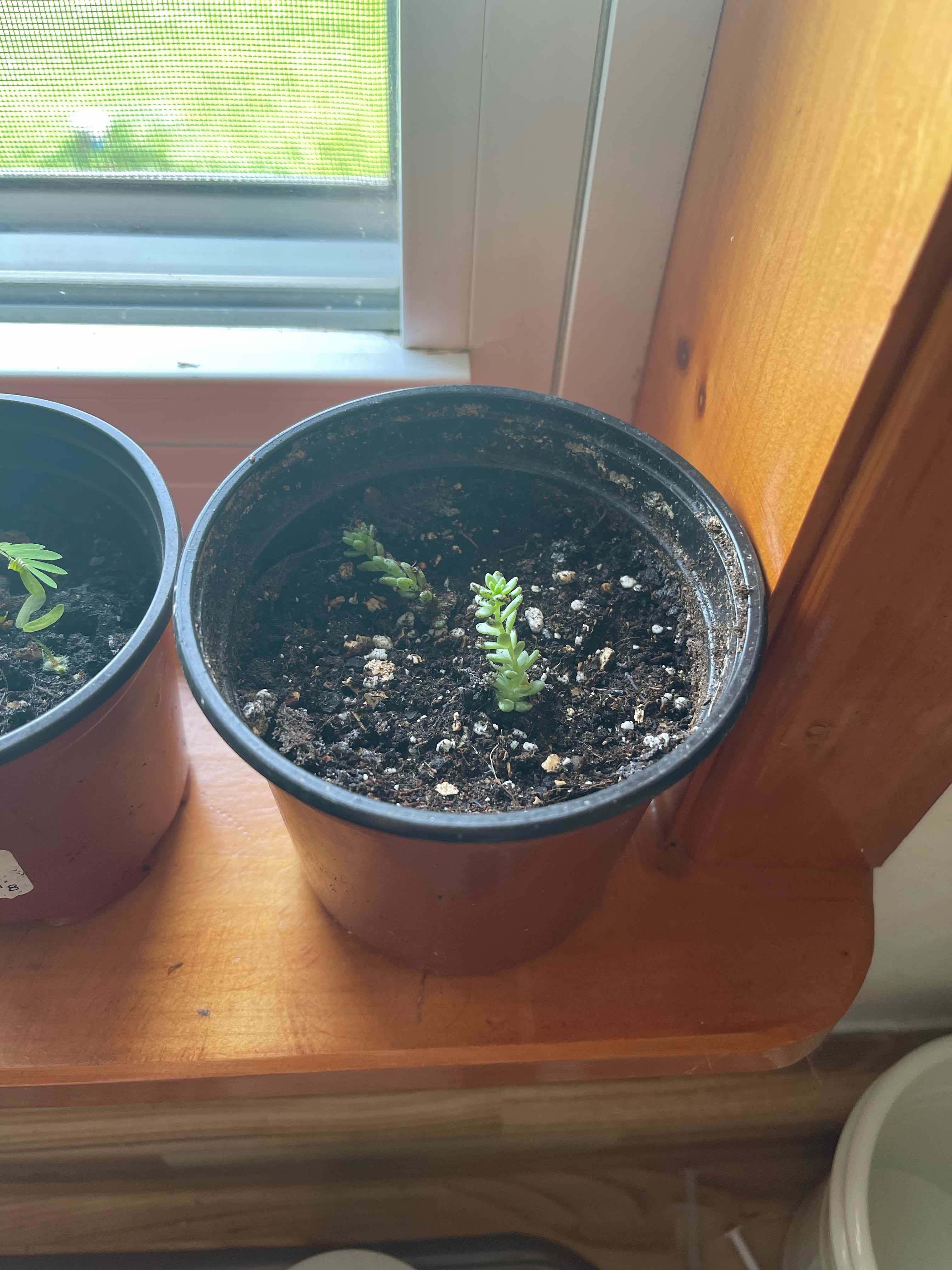 Young Corsican Stonecrop plant in a pot on a windowsill, with visible soil.