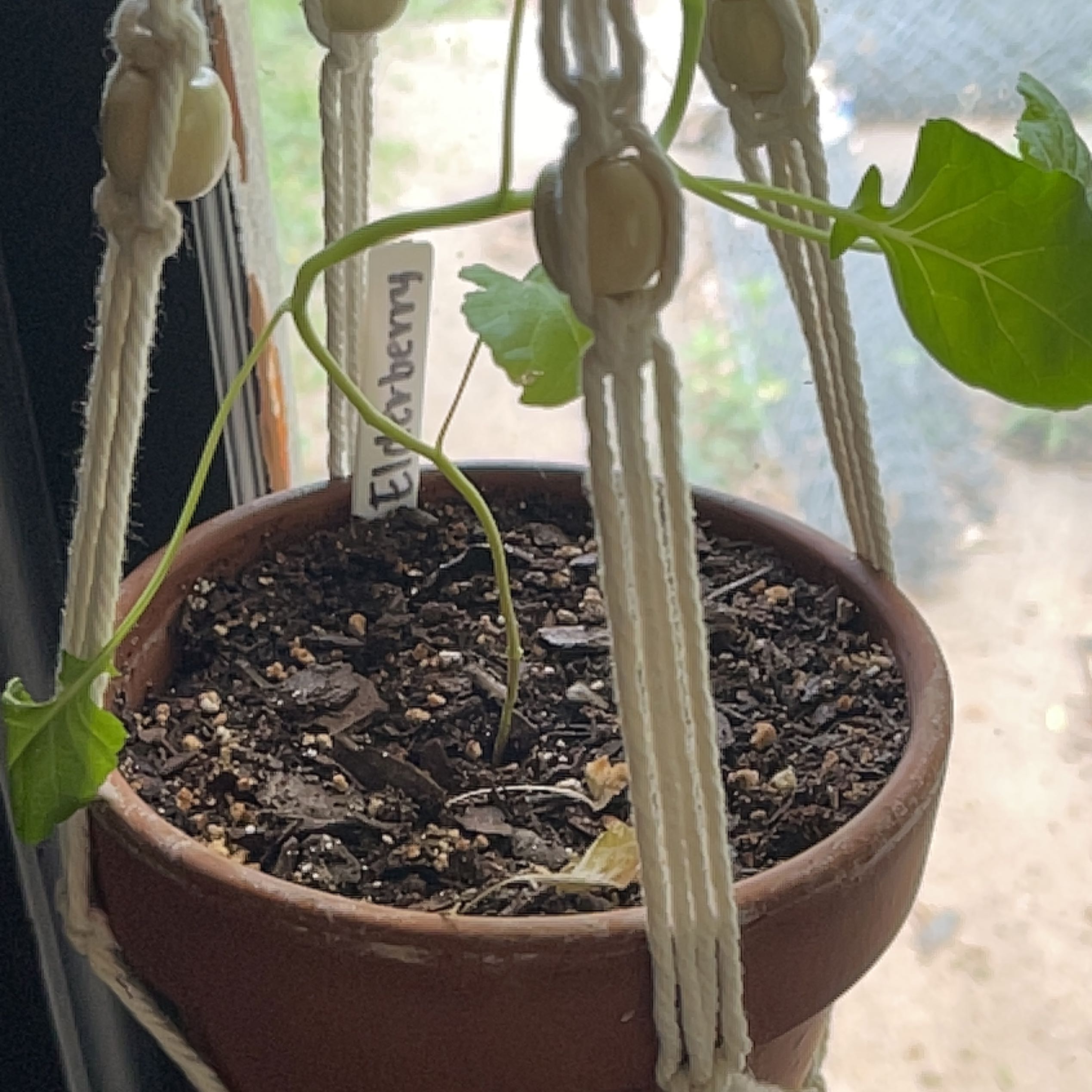 Common Elderberry is Not Toxic to Humans When Properly Prepared