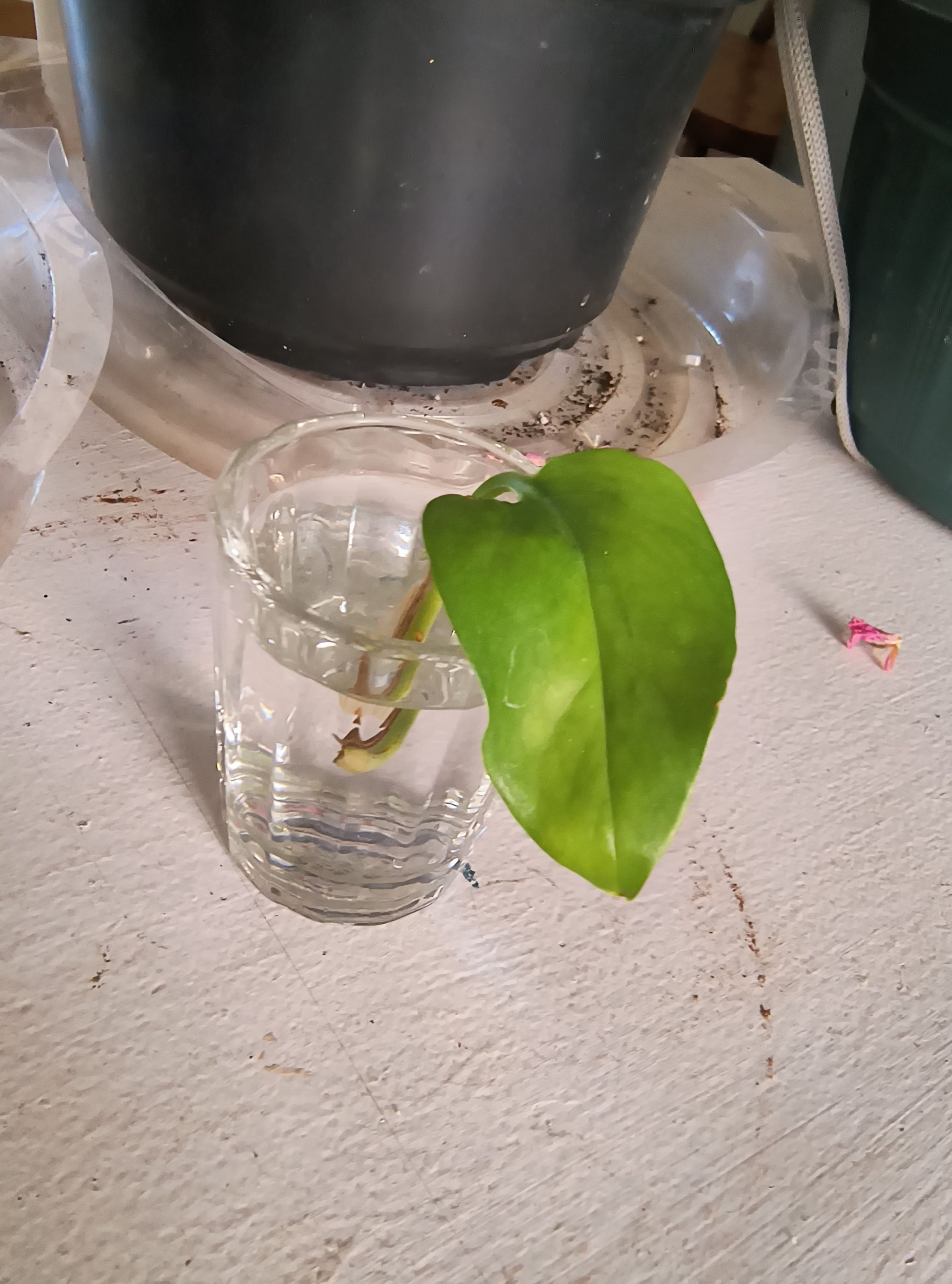 Photo of the plant species pothos by @ConvivialBibi named Pax on Greg, the plant care app