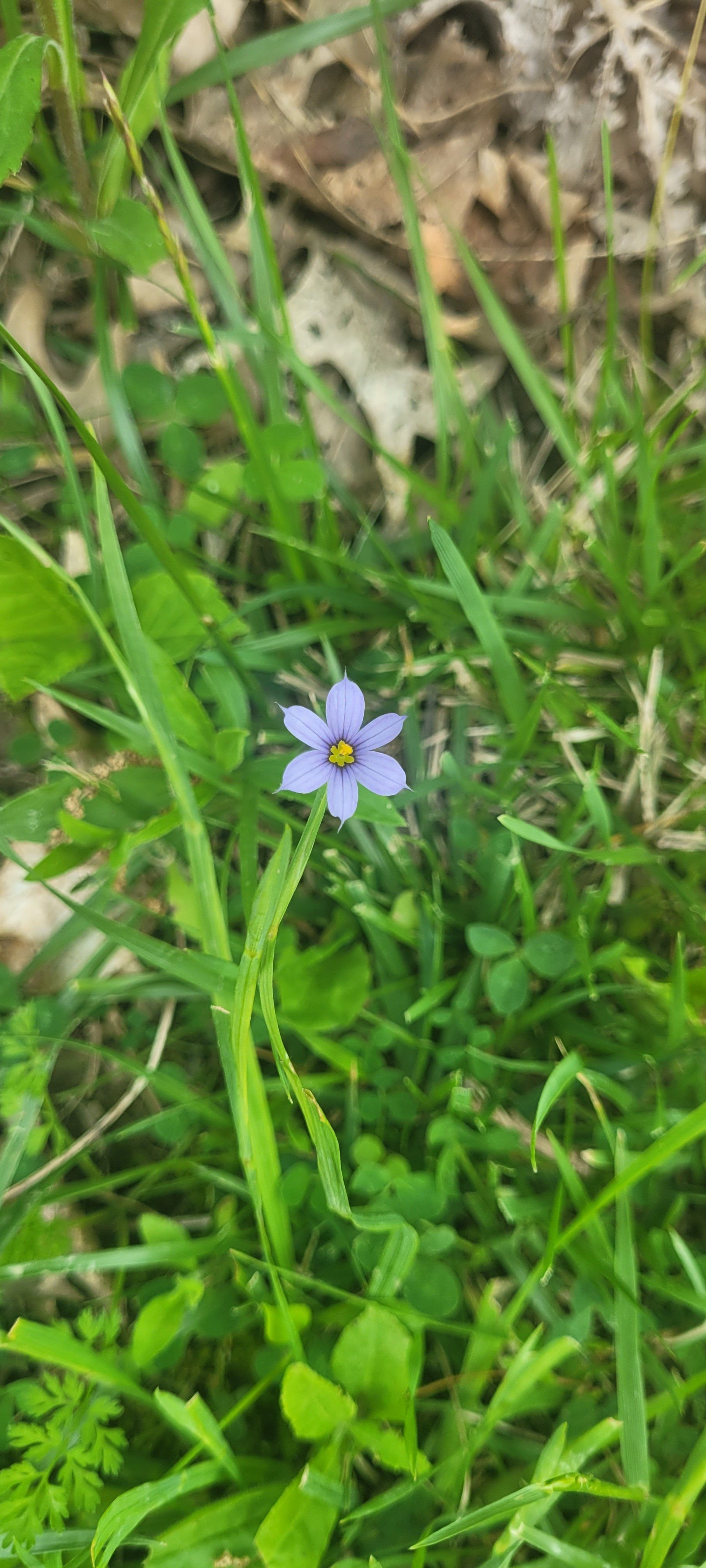 Photo of the plant species Blue-Eyed Grass by @SaviorCamellia named Bodhi on Greg, the plant care app