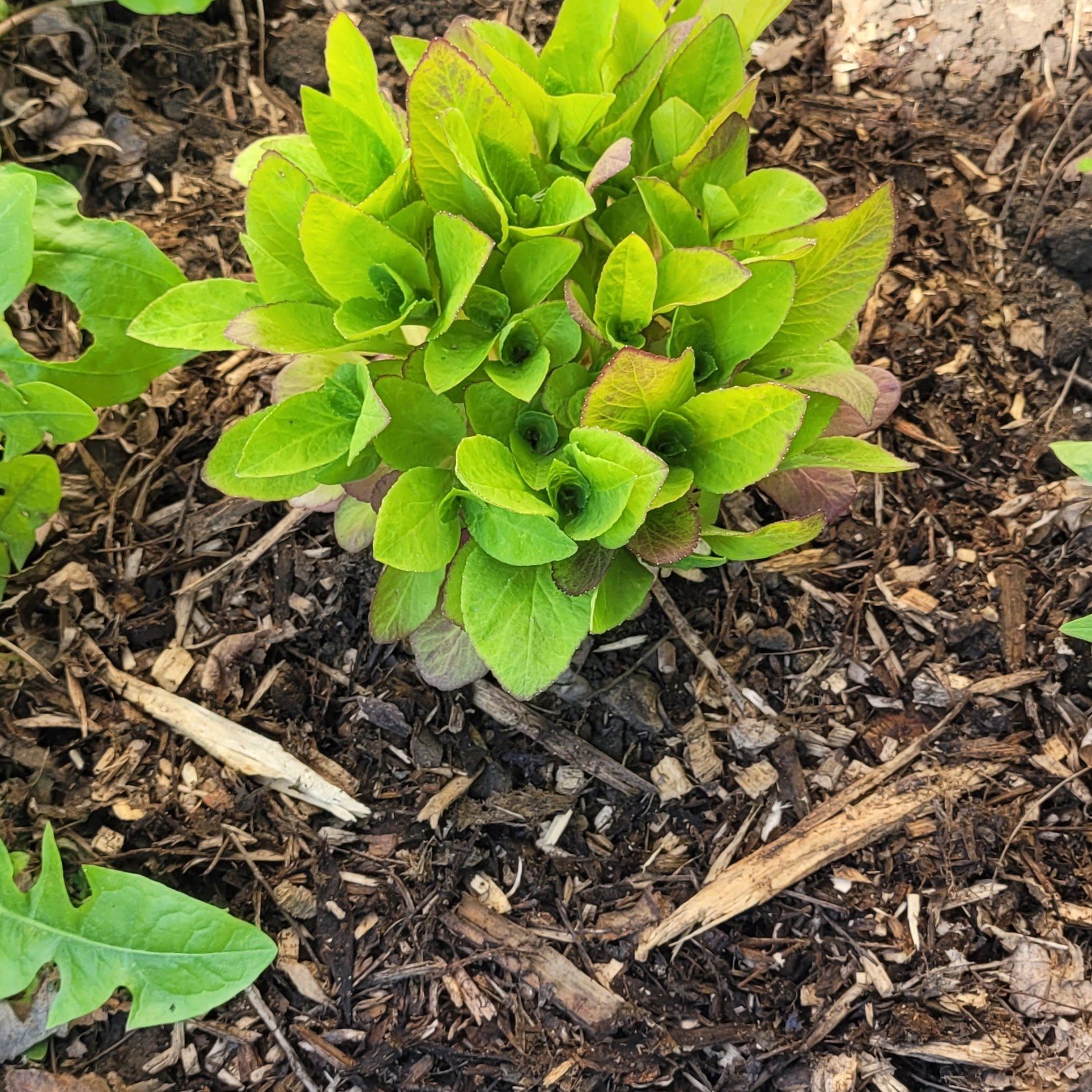 Photo of the plant species Great Blue Lobelia by @SaviorCamellia named LOBELIA on Greg, the plant care app