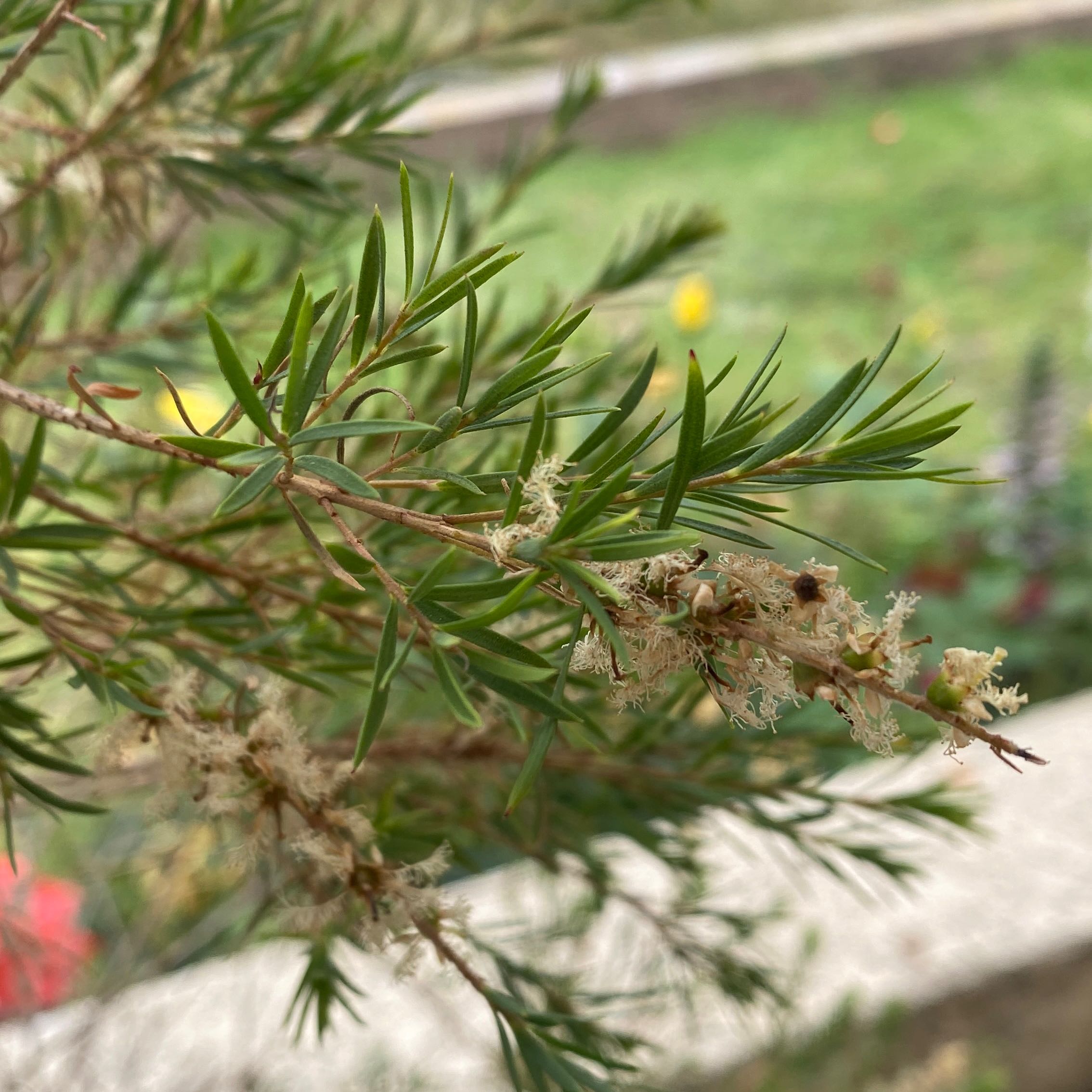 Photo of the plant species Tea tree by @cczitrone named Tea on Greg, the plant care app
