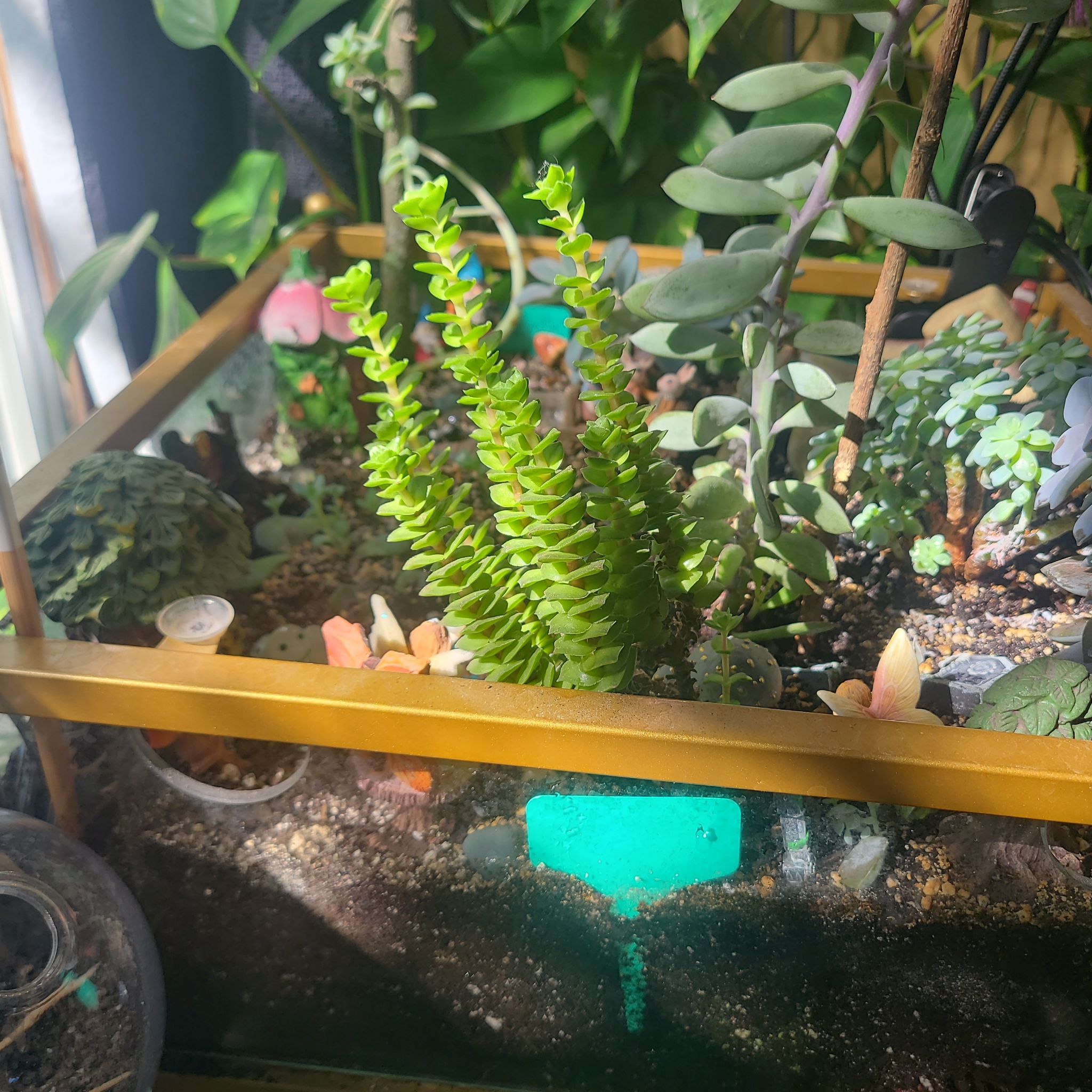 Photo of the plant species Green Pagoda by @InquisitiveRye named Xena on Greg, the plant care app