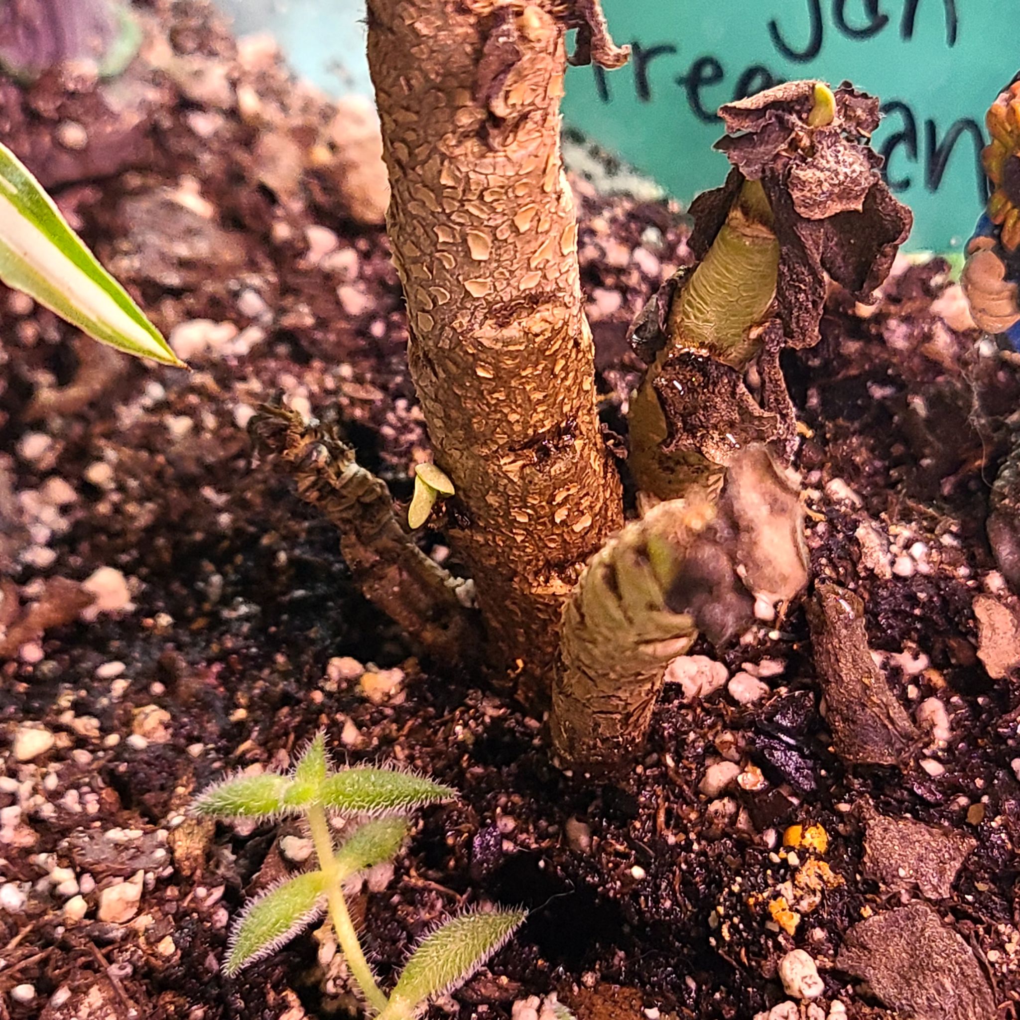 Photo of the plant species Portulaca molokiniensis 'Maraca' by @InquisitiveRye named Morgan treeman on Greg, the plant care app