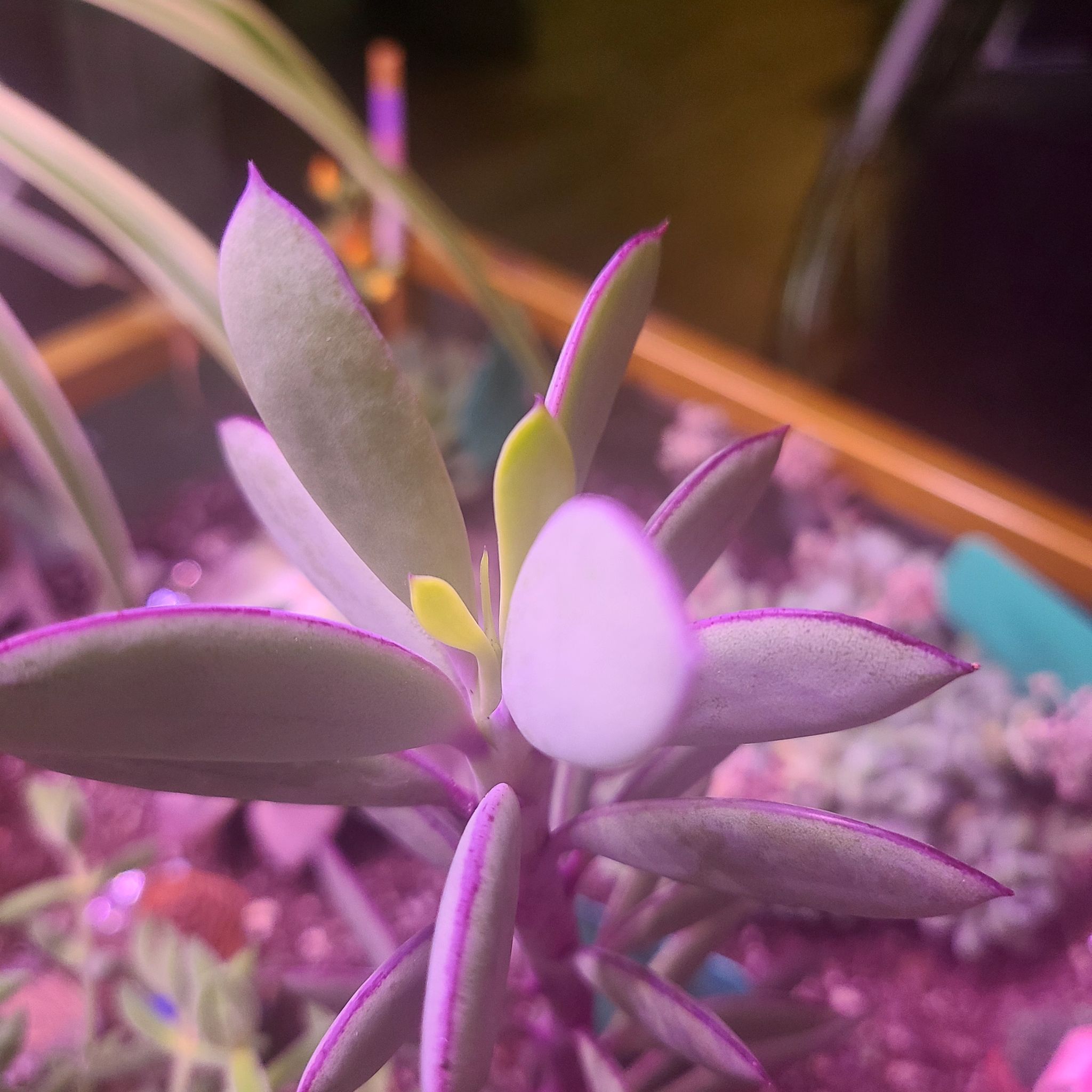 Vertical Leaf Senecio succulent with purple-tinted edges, healthy appearance.