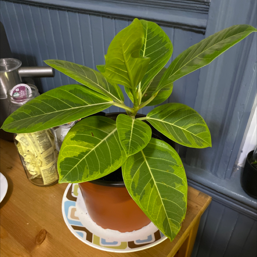 Yellow Ficus
