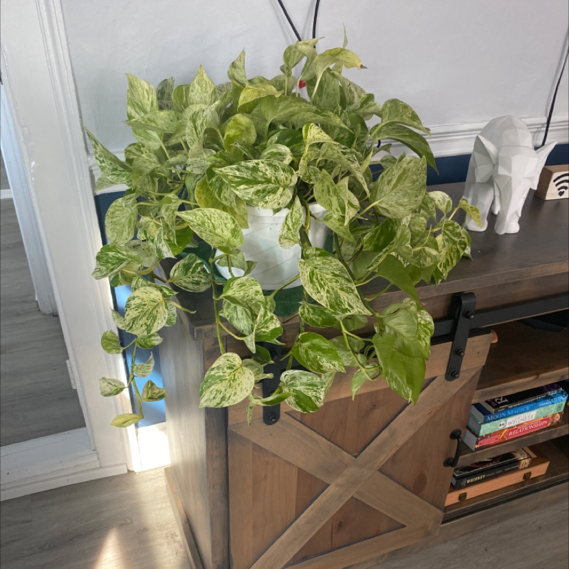 Marble Queen (NA)