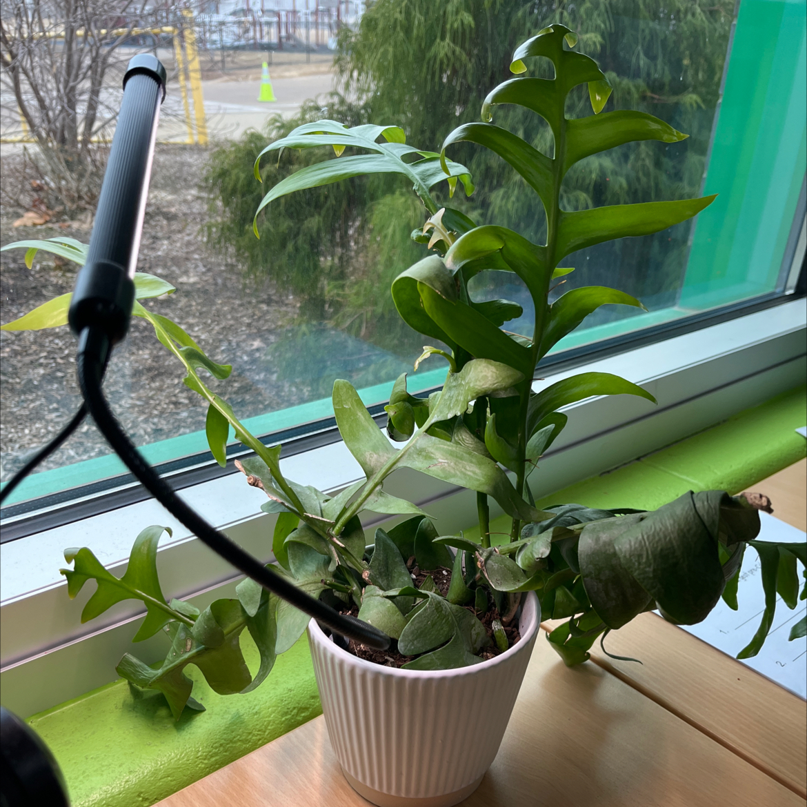 Photo of the plant species shark fin cactus by @Salmonofdoubt named Leonardo on Greg, the plant care app