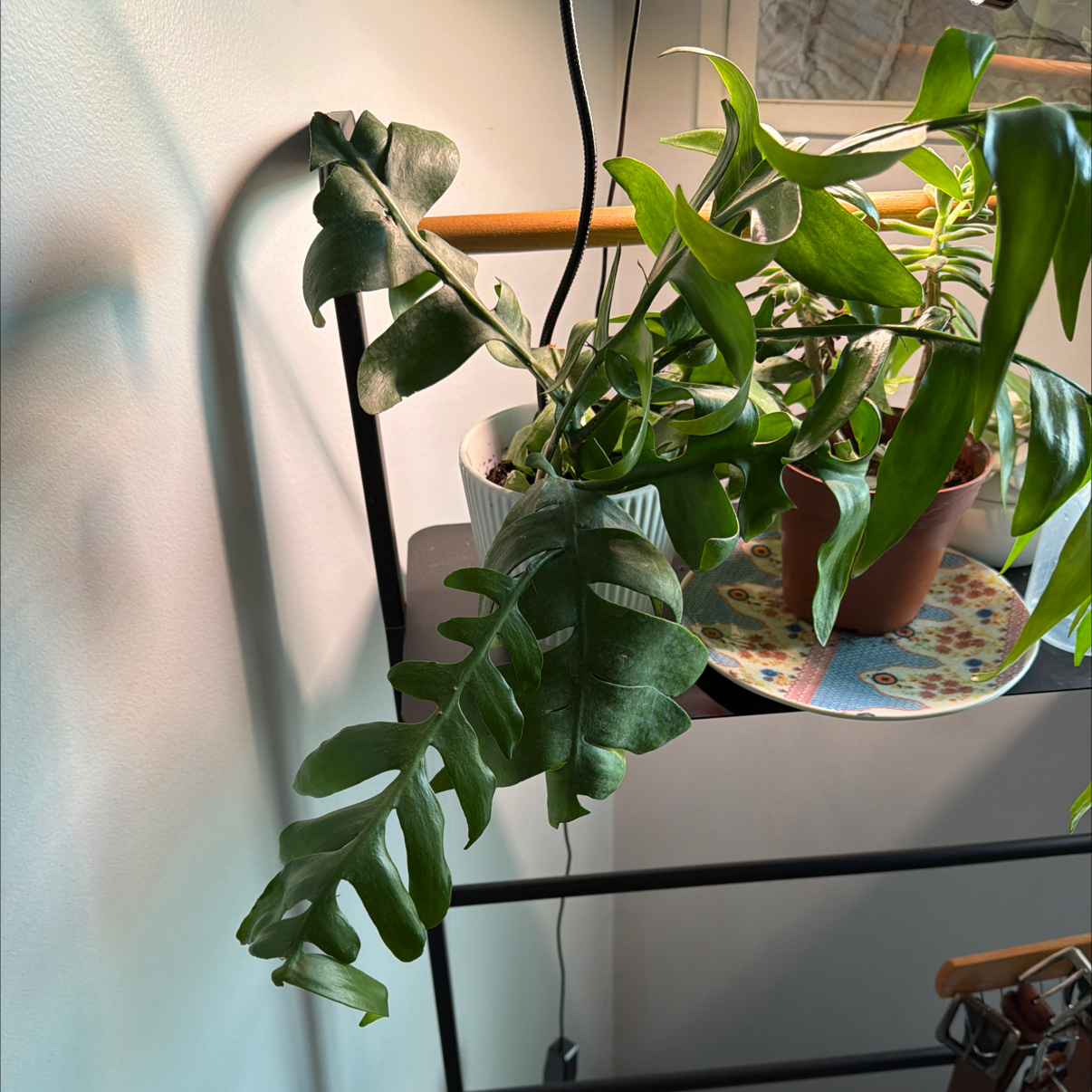 Photo of the plant species shark fin cactus by @Salmonofdoubt named Leonardo on Greg, the plant care app