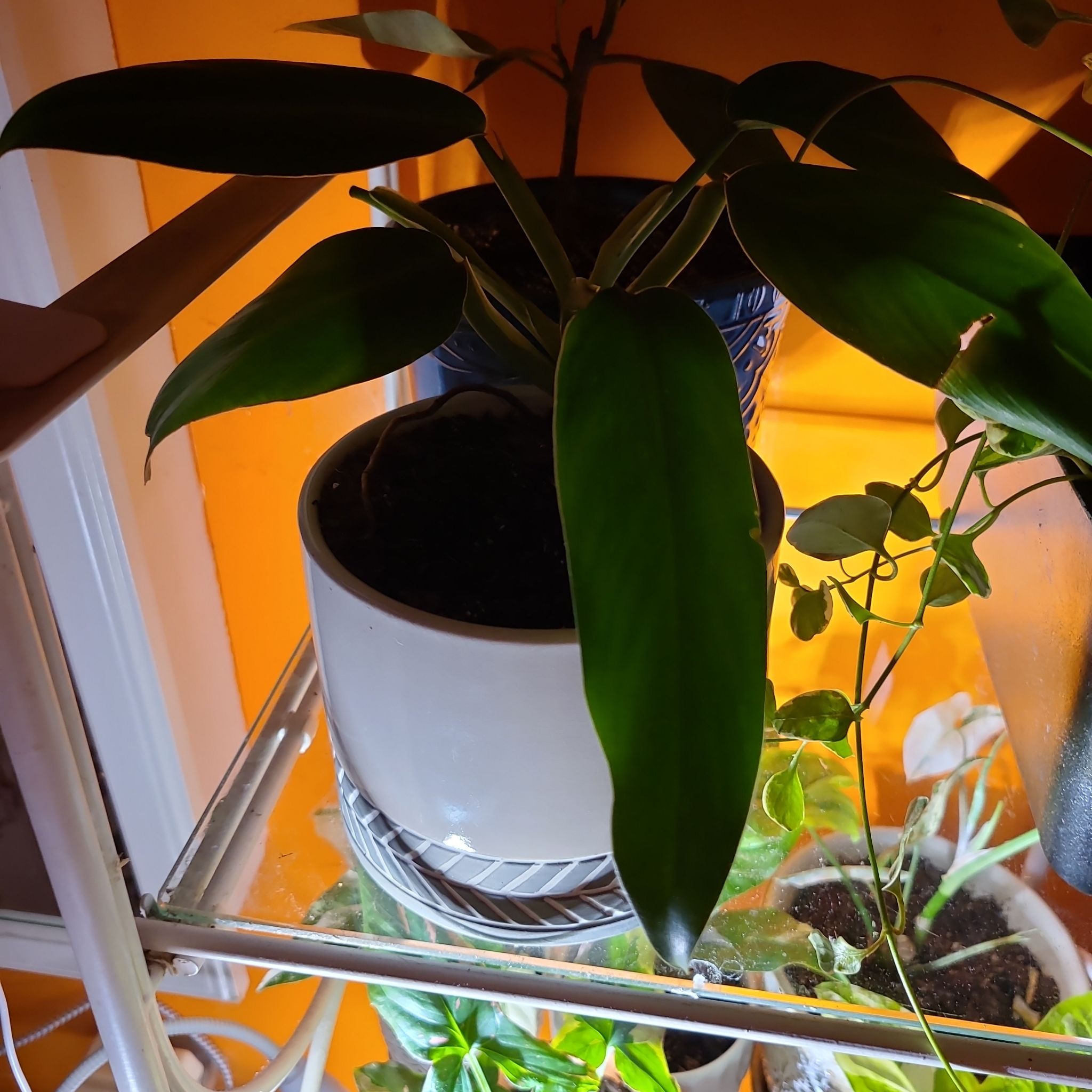 Photo of the plant species Rhaphidophora pertusa by @LordlyKamahi named Queen on Greg, the plant care app